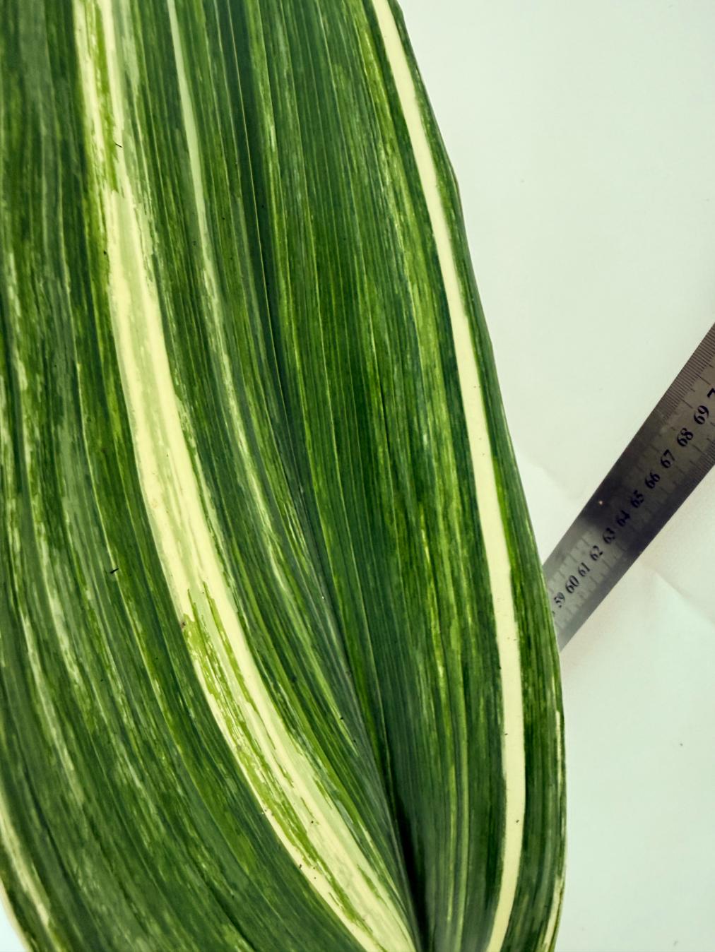 Aspidistra elatior variegata 6
