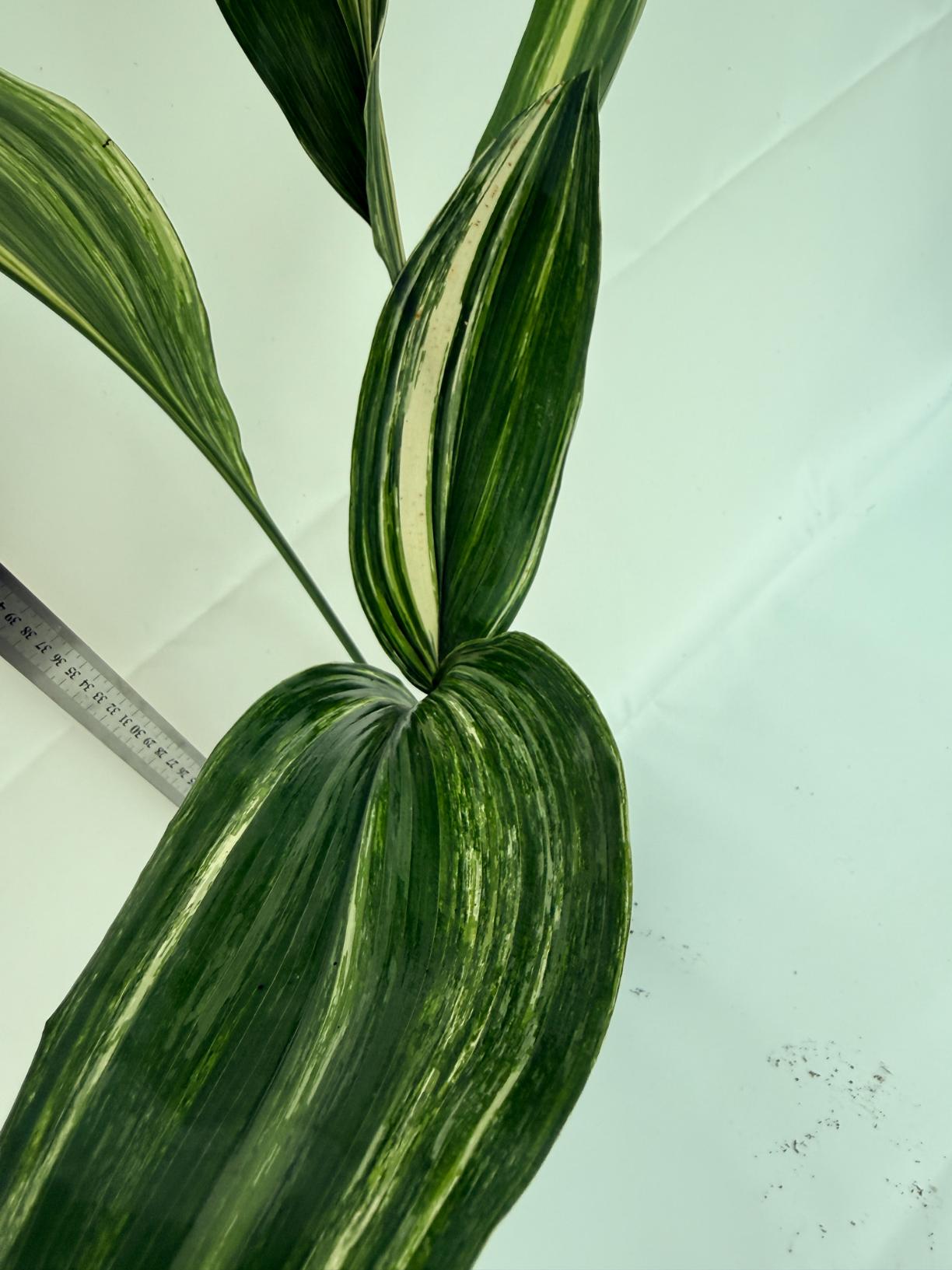 Aspidistra elatior variegata 7