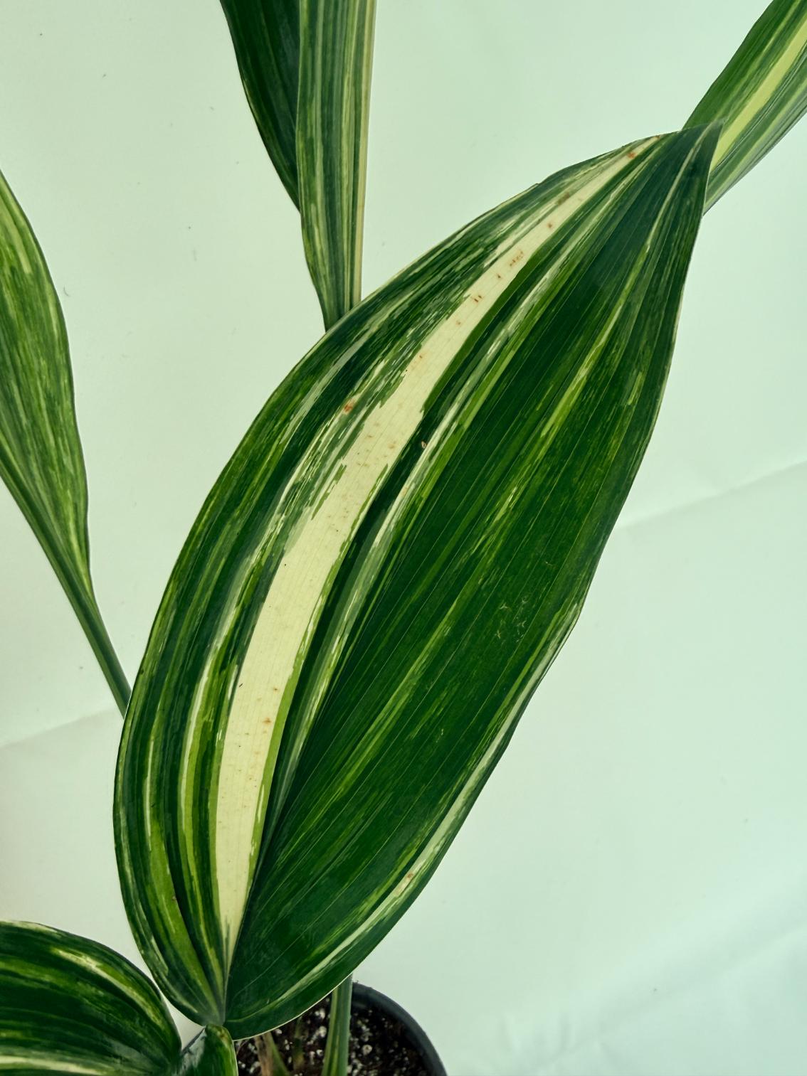 Aspidistra elatior variegata 8