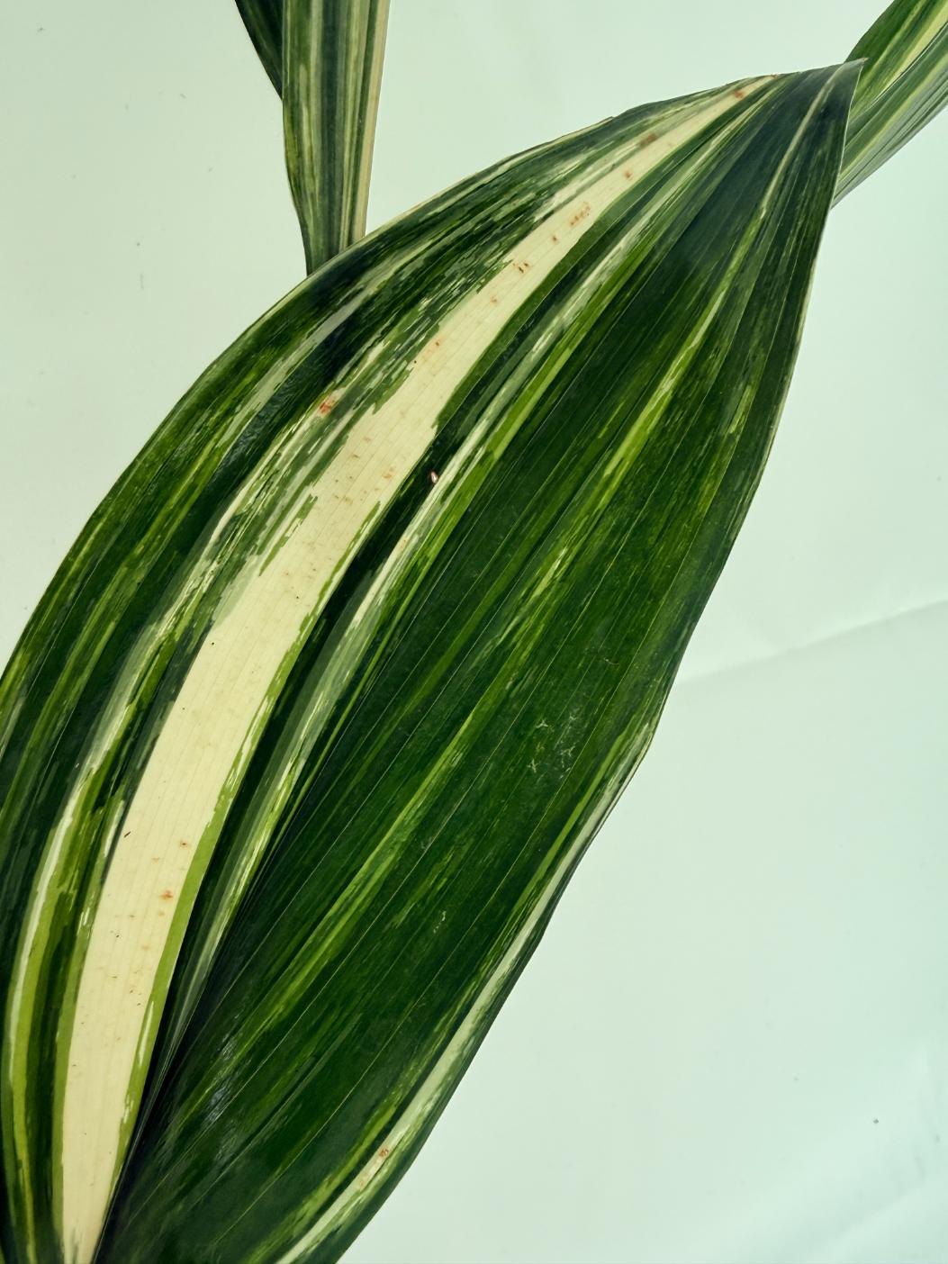 Aspidistra elatior variegata 9