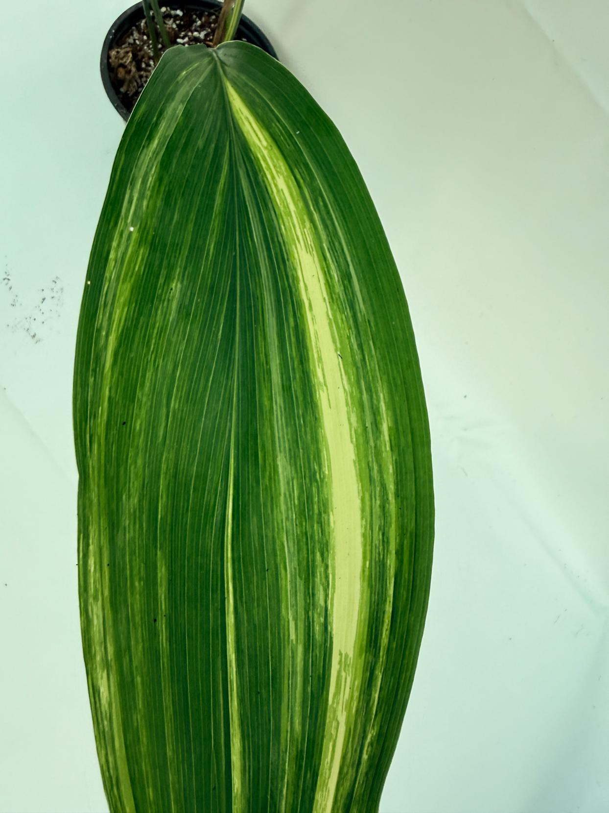 Aspidistra elatior variegata 10