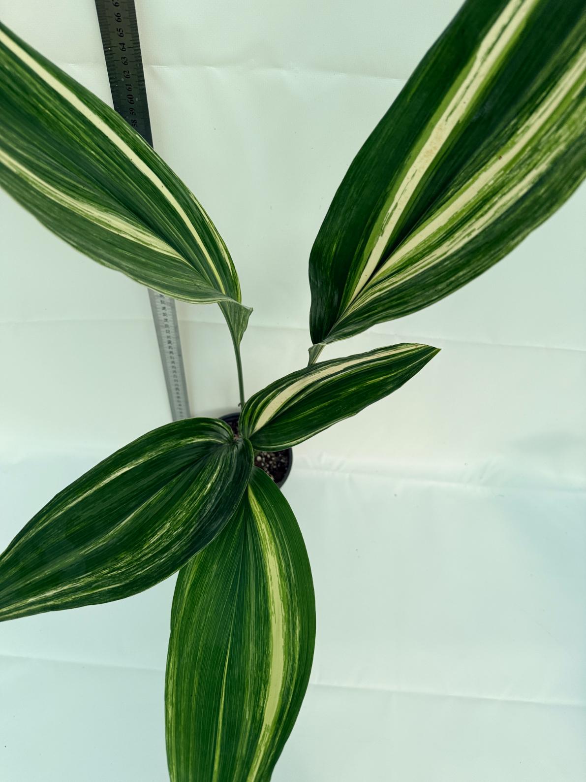 Aspidistra elatior variegata 11