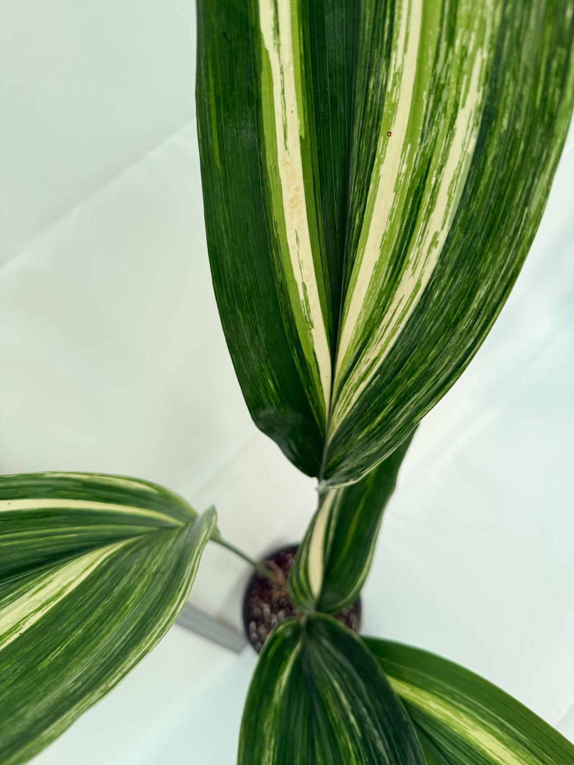 Aspidistra elatior variegata 12