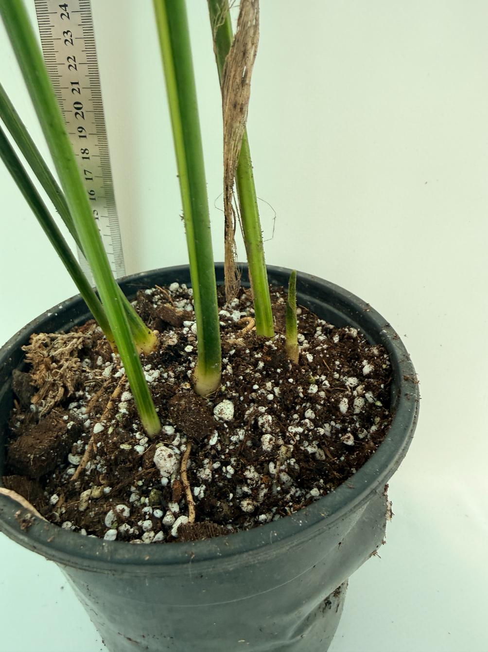 Aspidistra elatior variegata 13