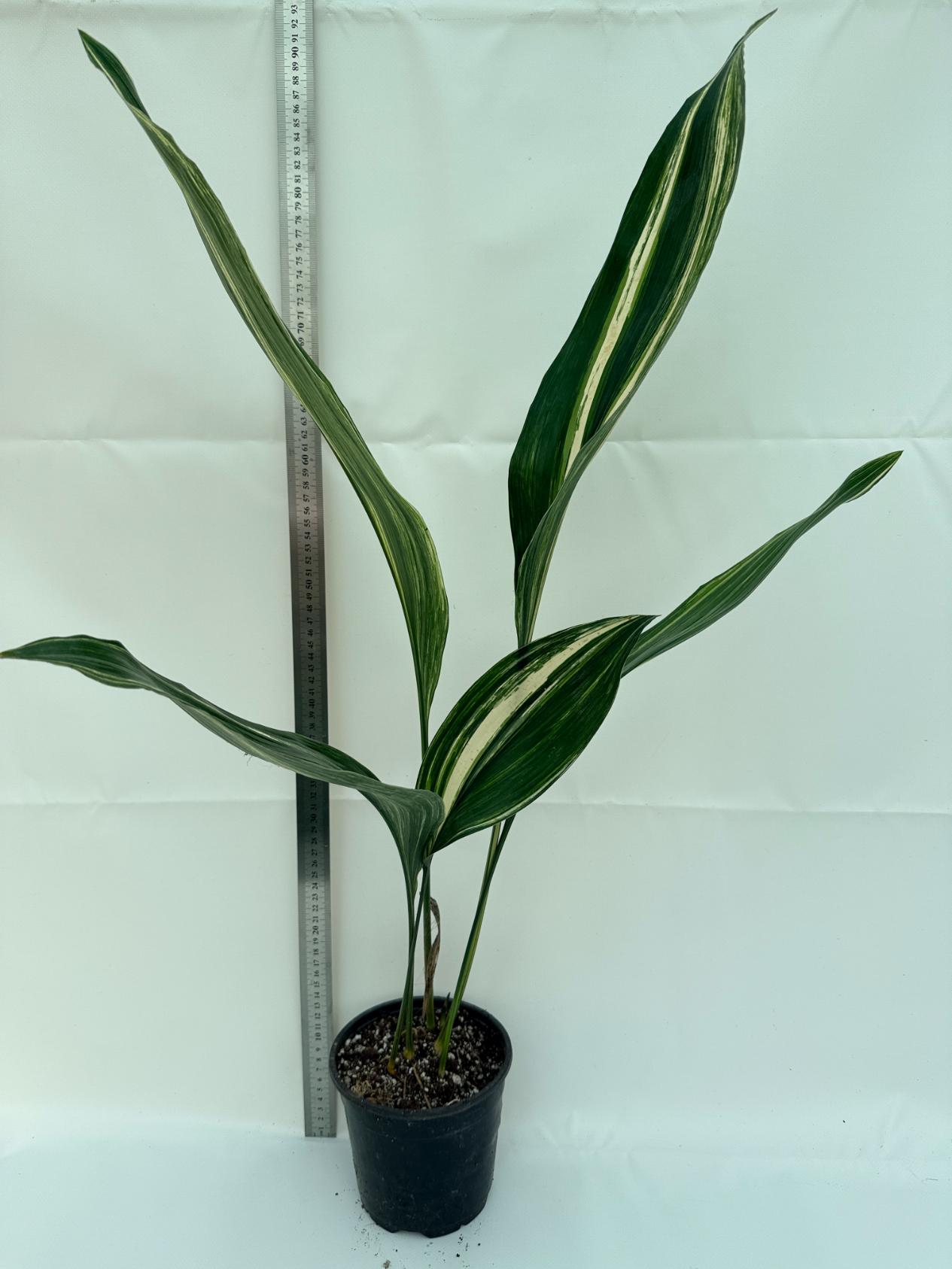 Aspidistra elatior variegata 1