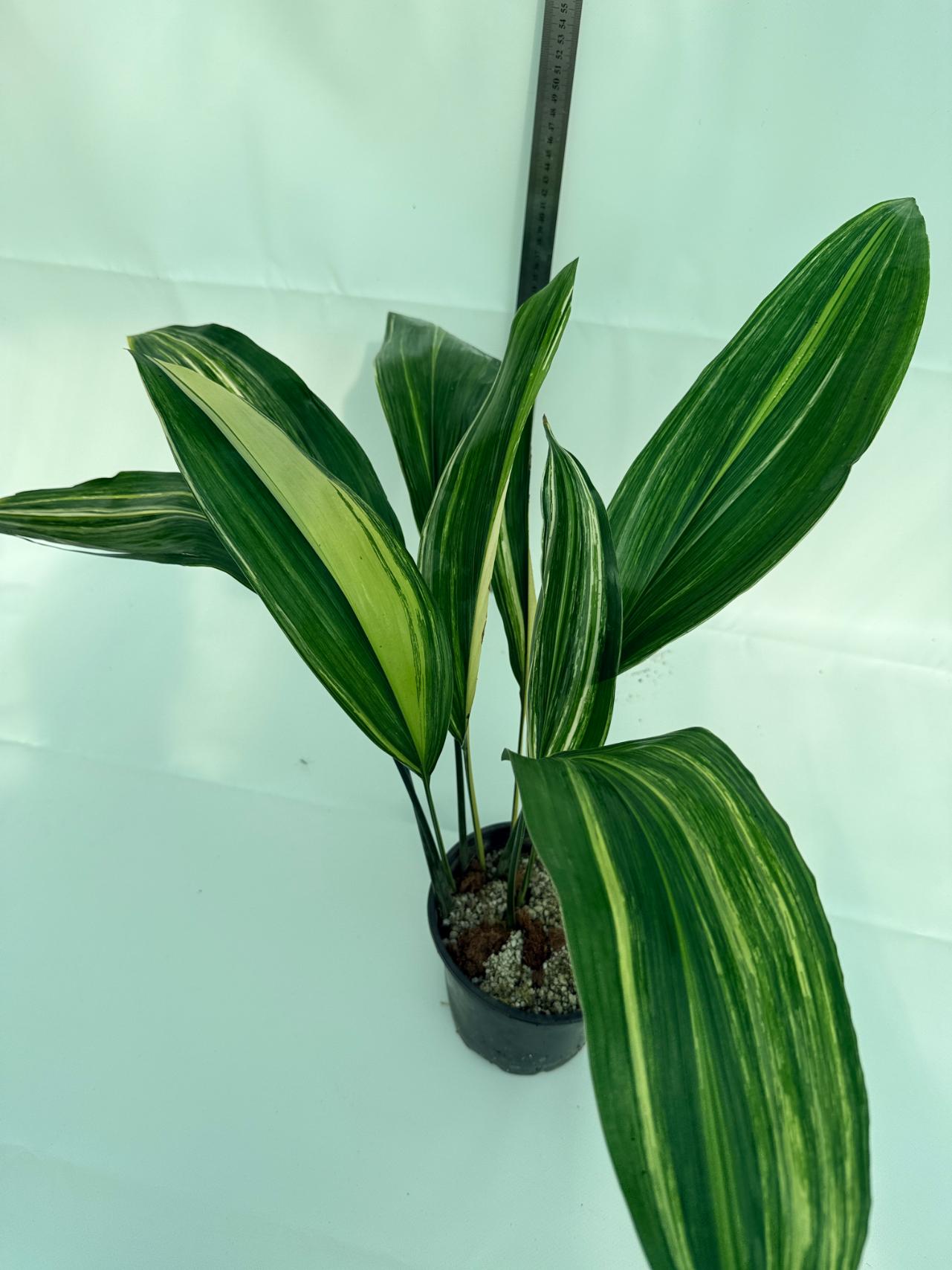 Aspidistra elatior variegata 1