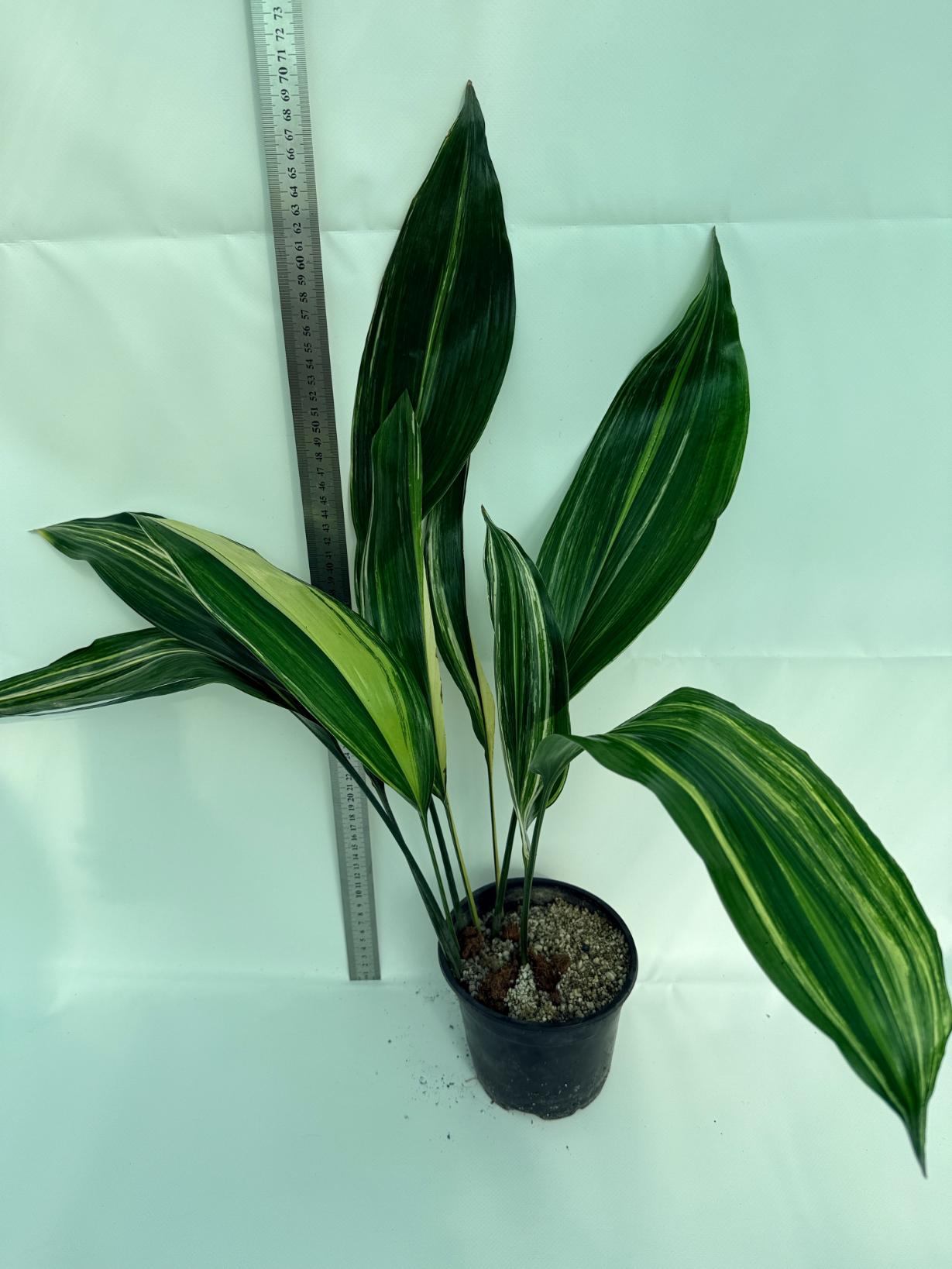 Aspidistra elatior variegata 8