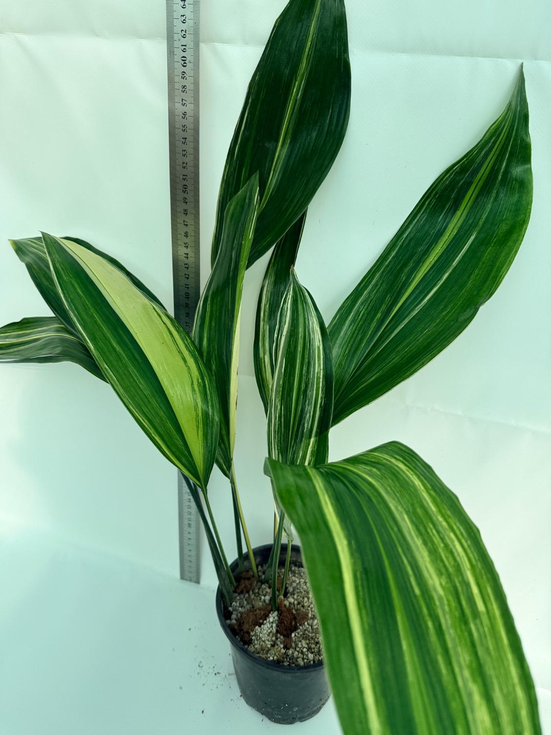 Aspidistra elatior variegata 9