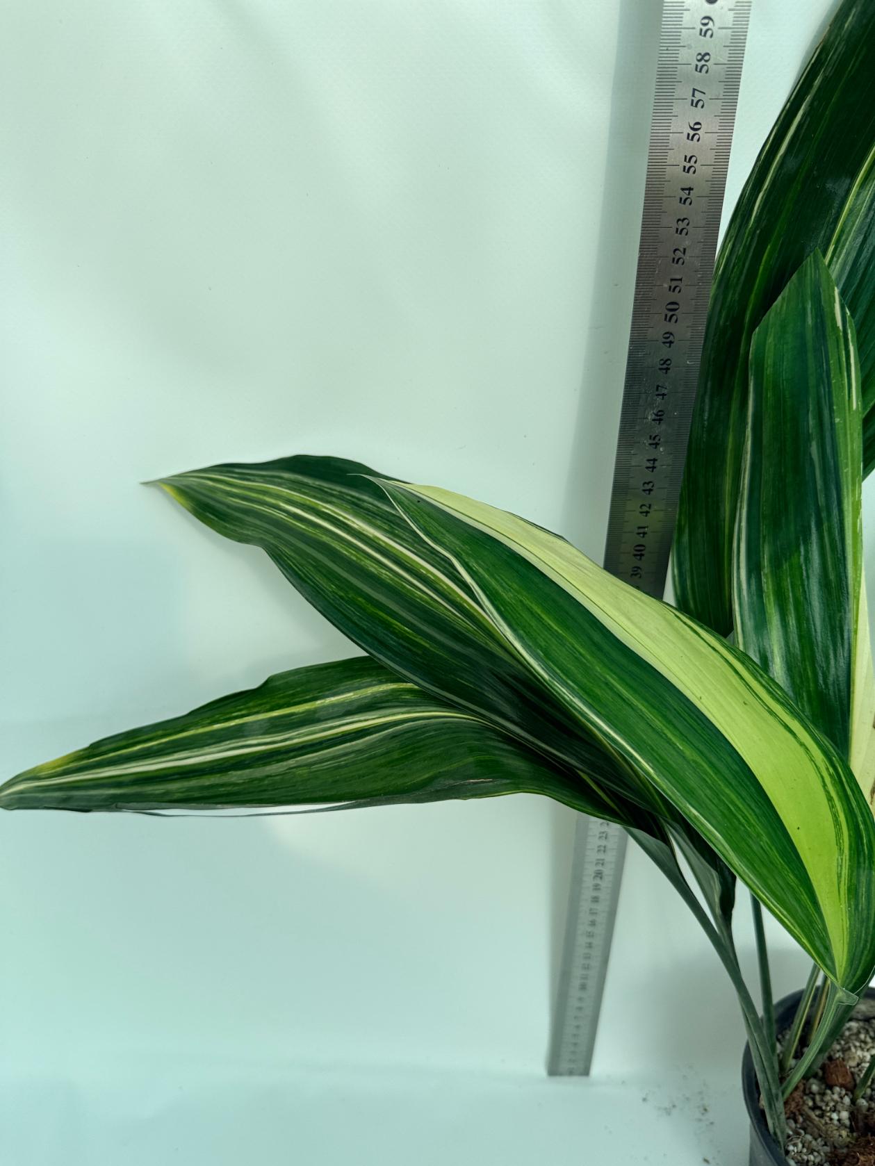 Aspidistra elatior variegata 10