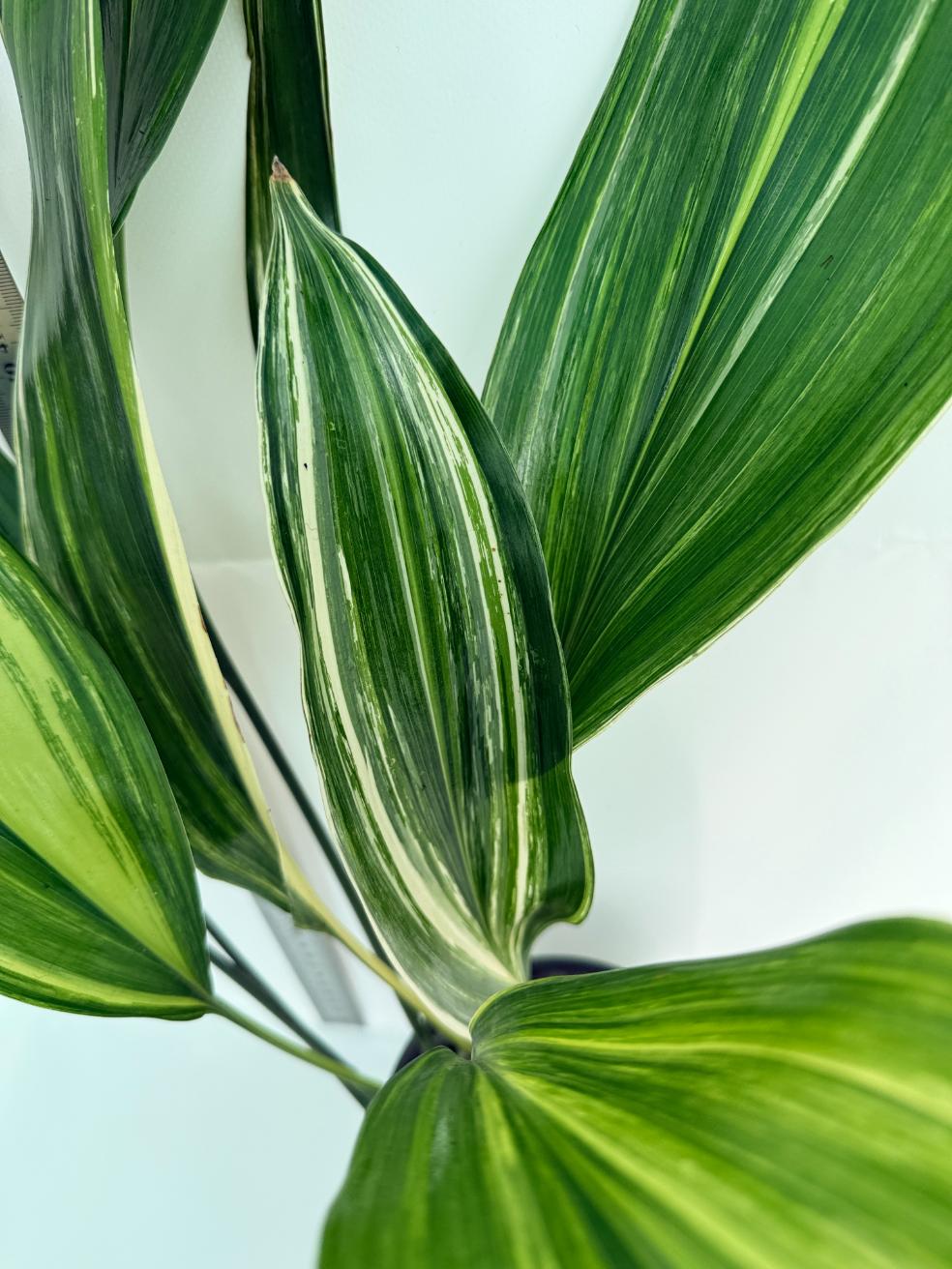 Aspidistra elatior variegata 5