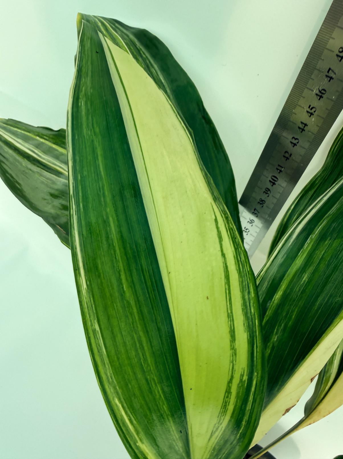 Aspidistra elatior variegata 11