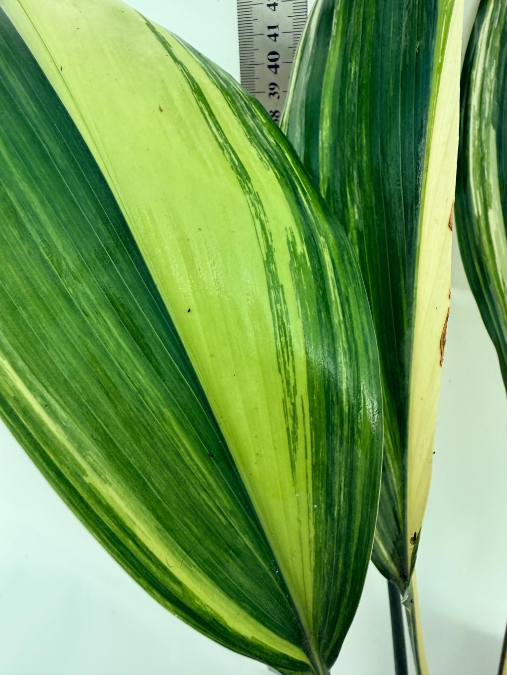 Aspidistra elatior variegata 14