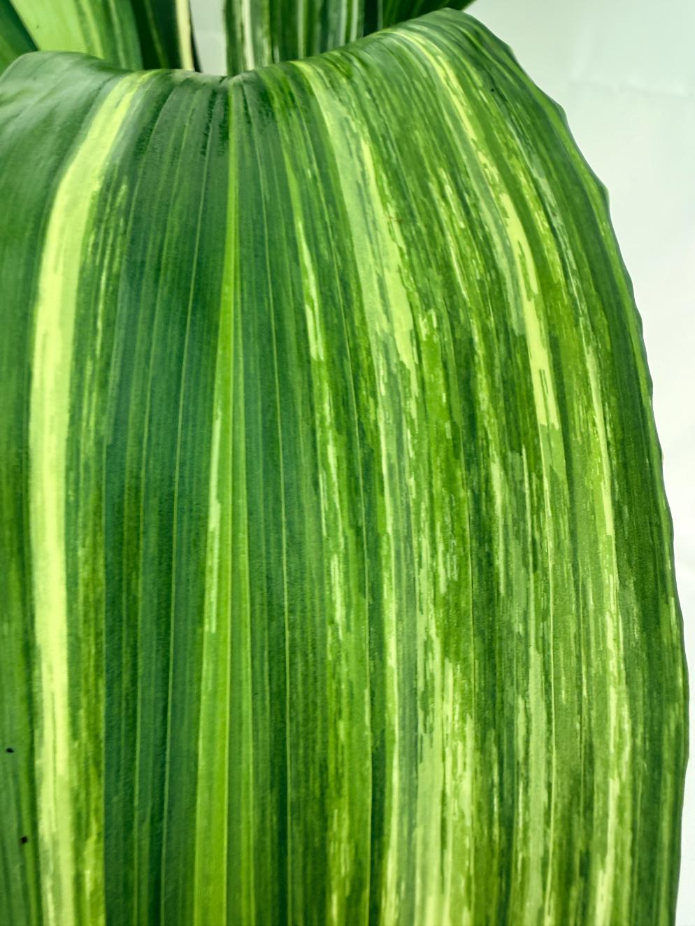 Aspidistra elatior variegata 12
