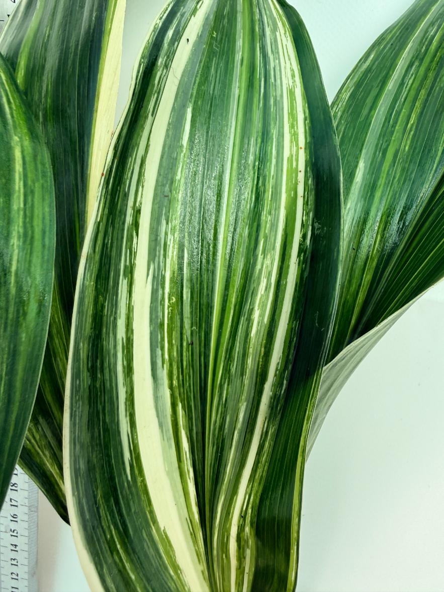 Aspidistra elatior variegata 3