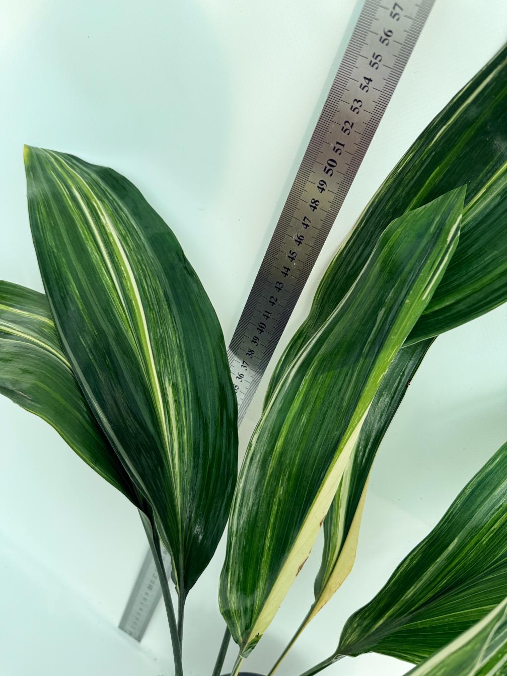 Aspidistra elatior variegata 13