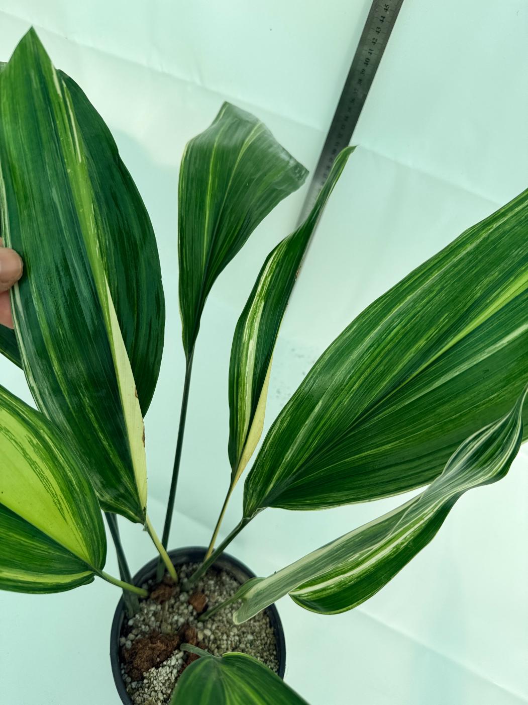 Aspidistra elatior variegata 4