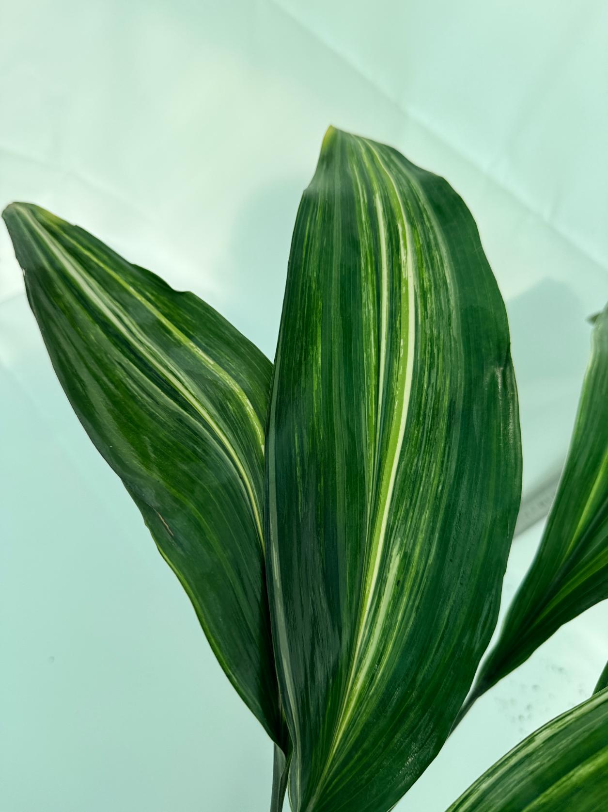 Aspidistra elatior variegata 6