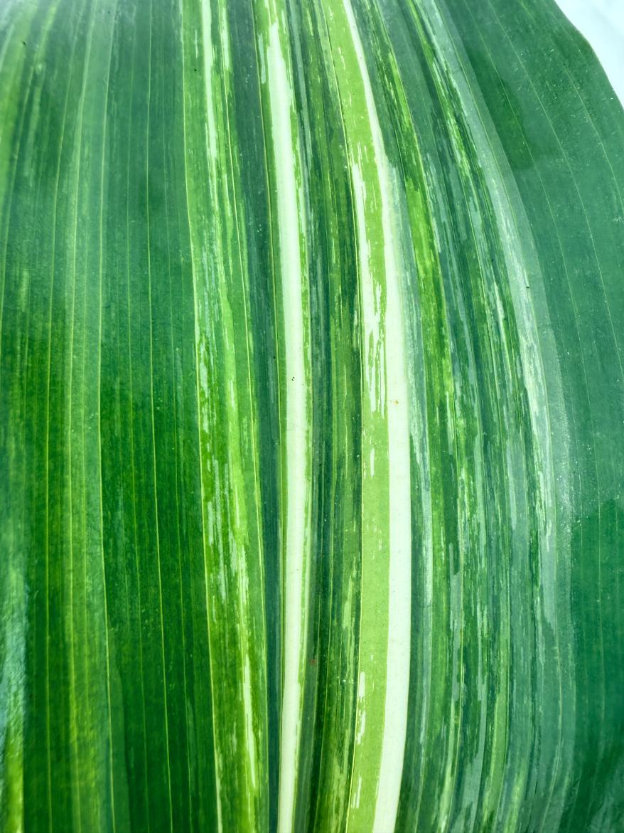 Aspidistra elatior variegata 7