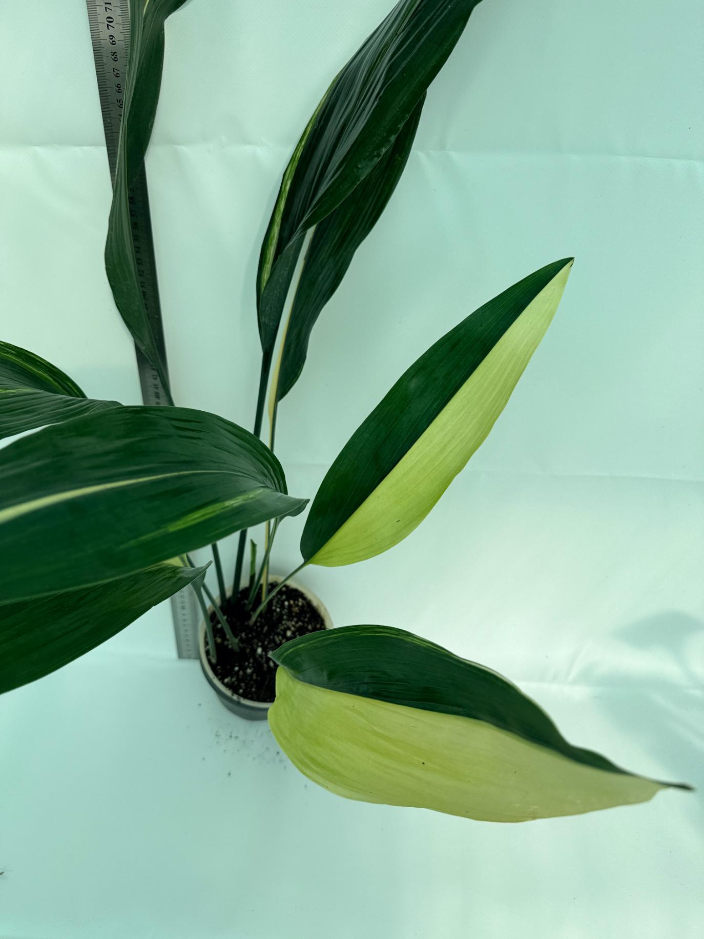 Aspidistra elatior variegata 9