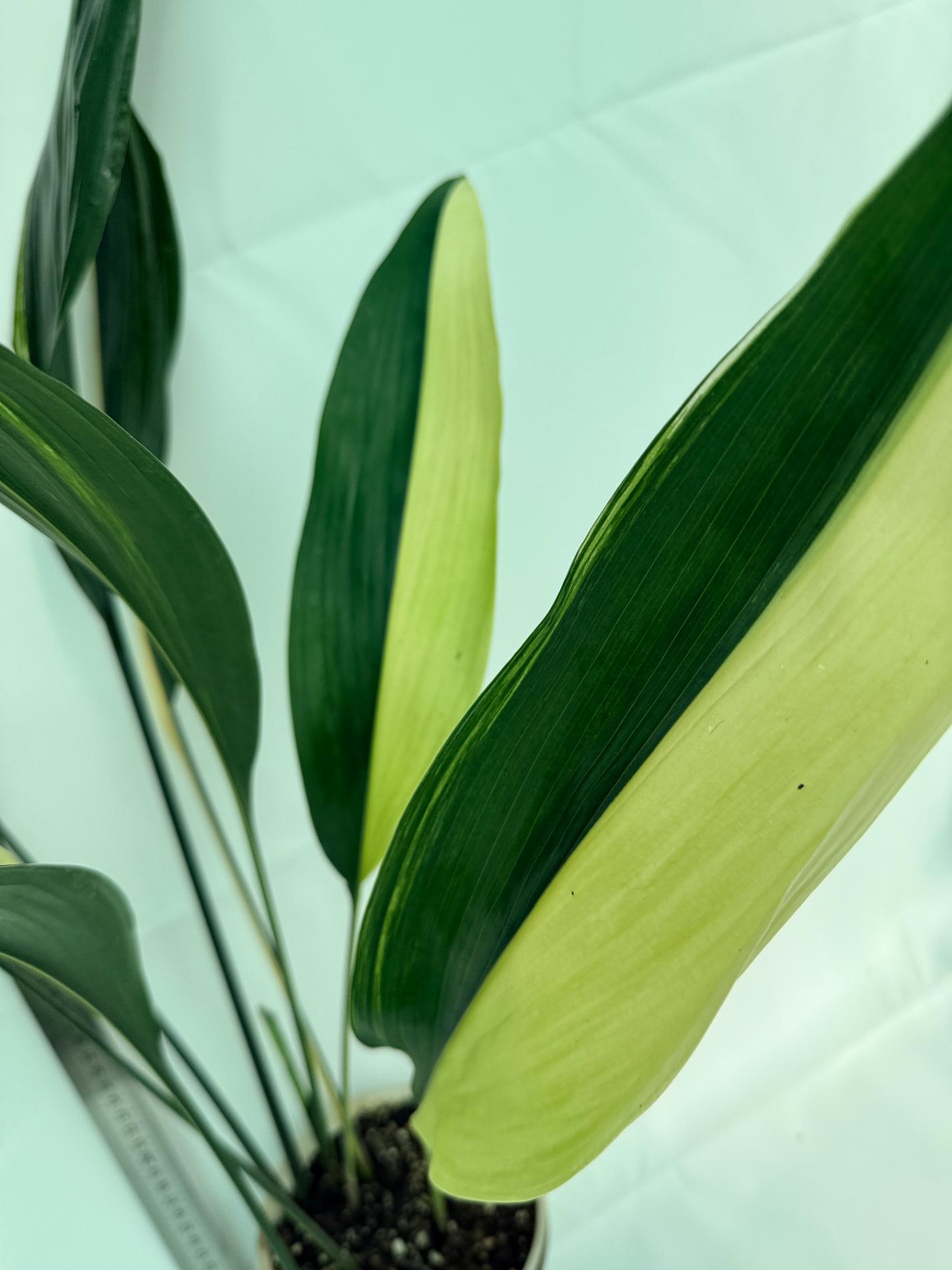 Aspidistra elatior variegata 3