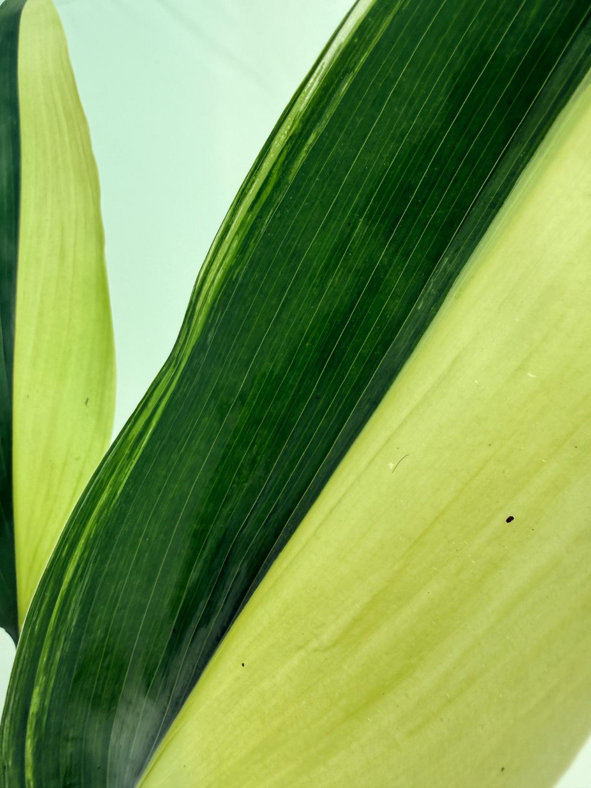 Aspidistra elatior variegata 4