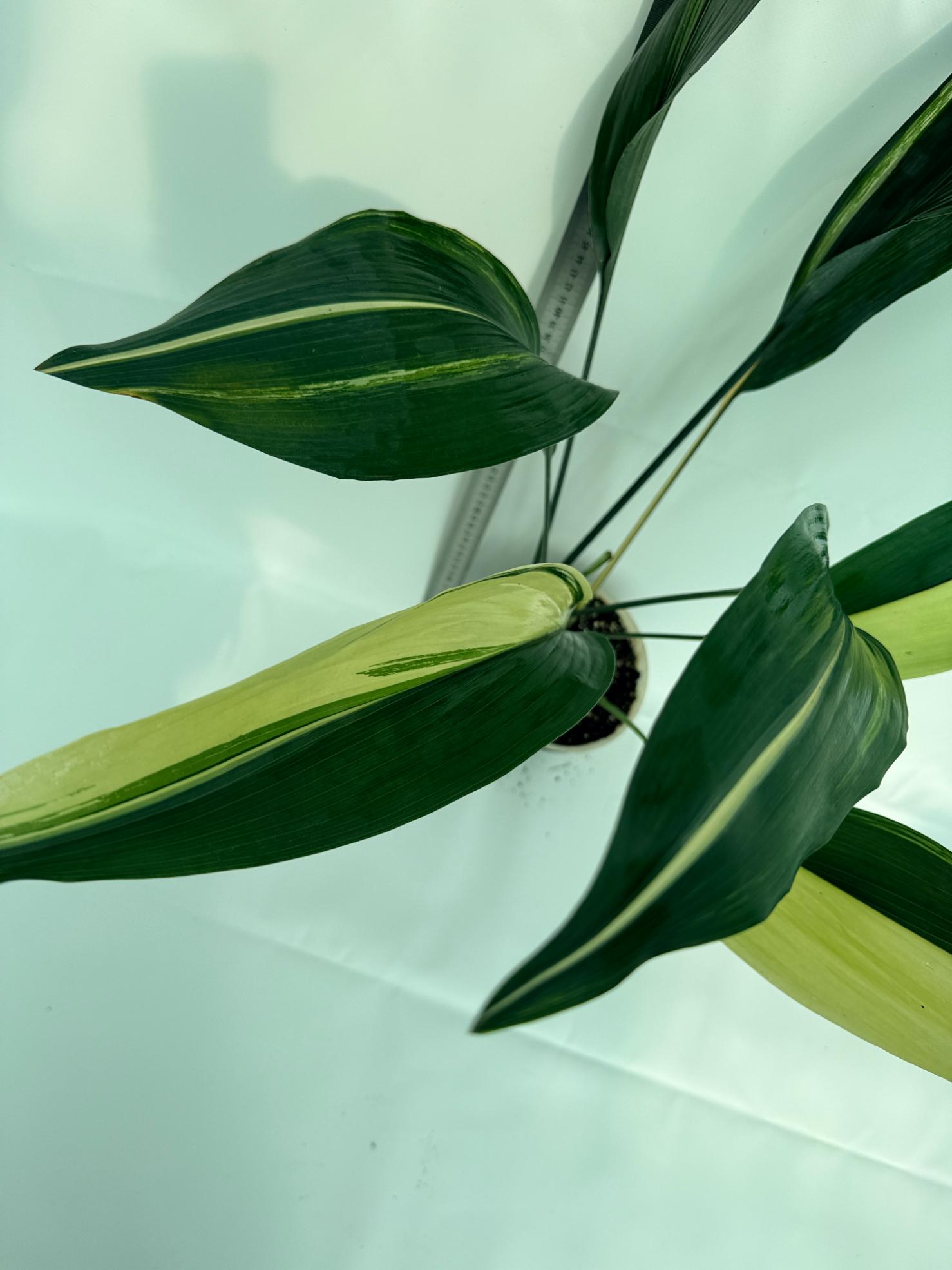 Aspidistra elatior variegata 5