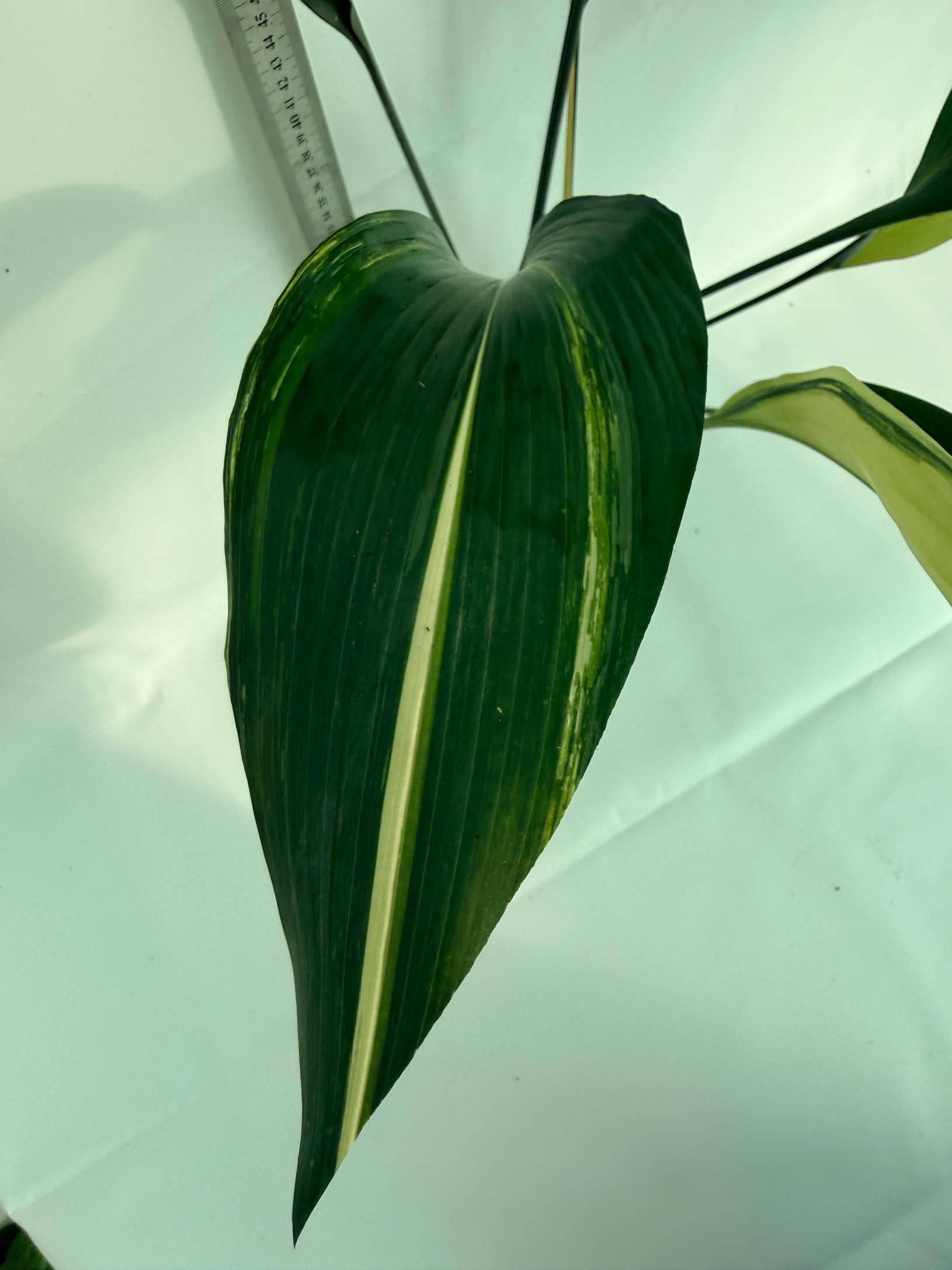 Aspidistra elatior variegata 6