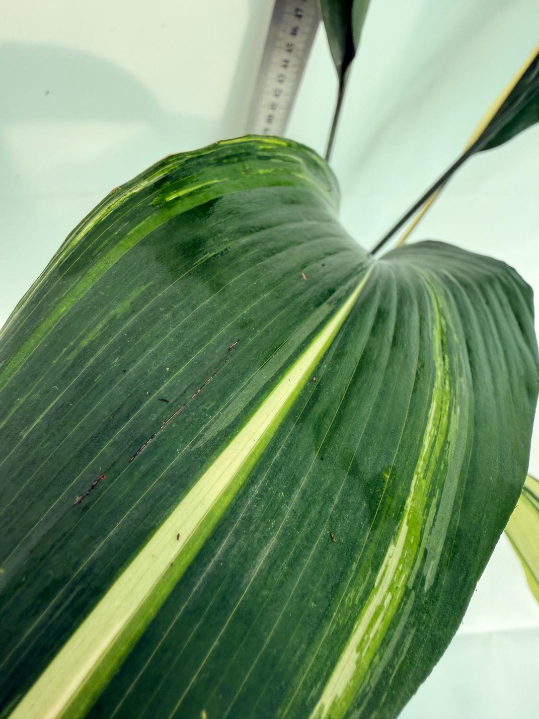 Aspidistra elatior variegata 7