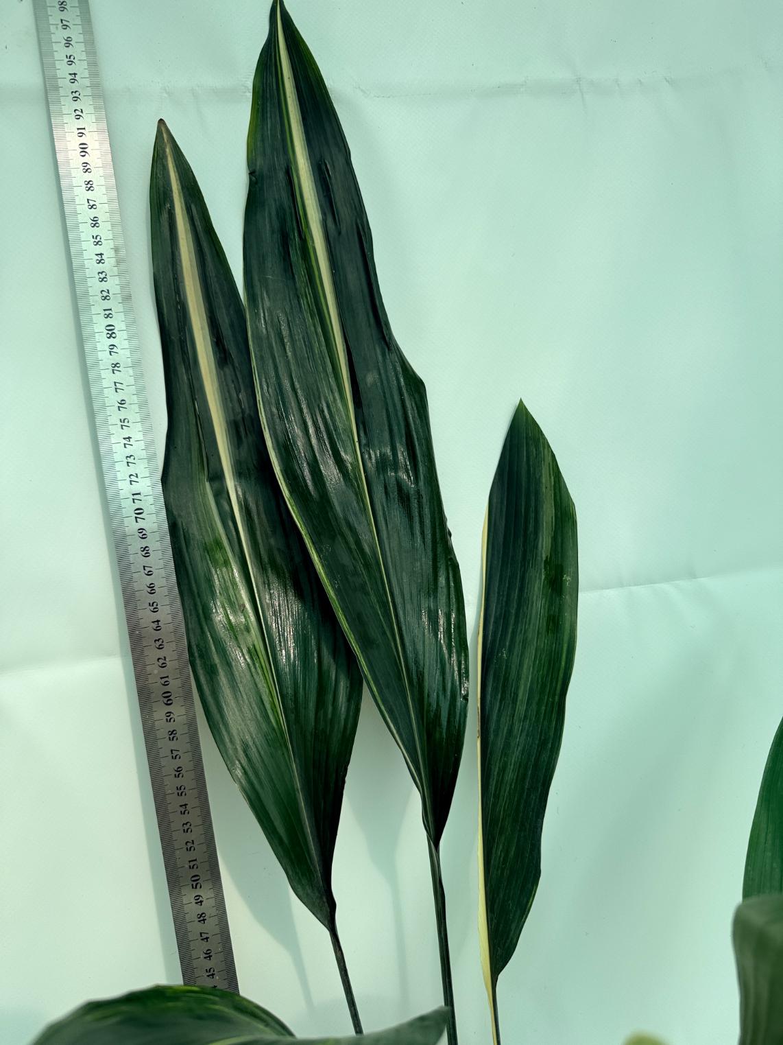 Aspidistra elatior variegata 8