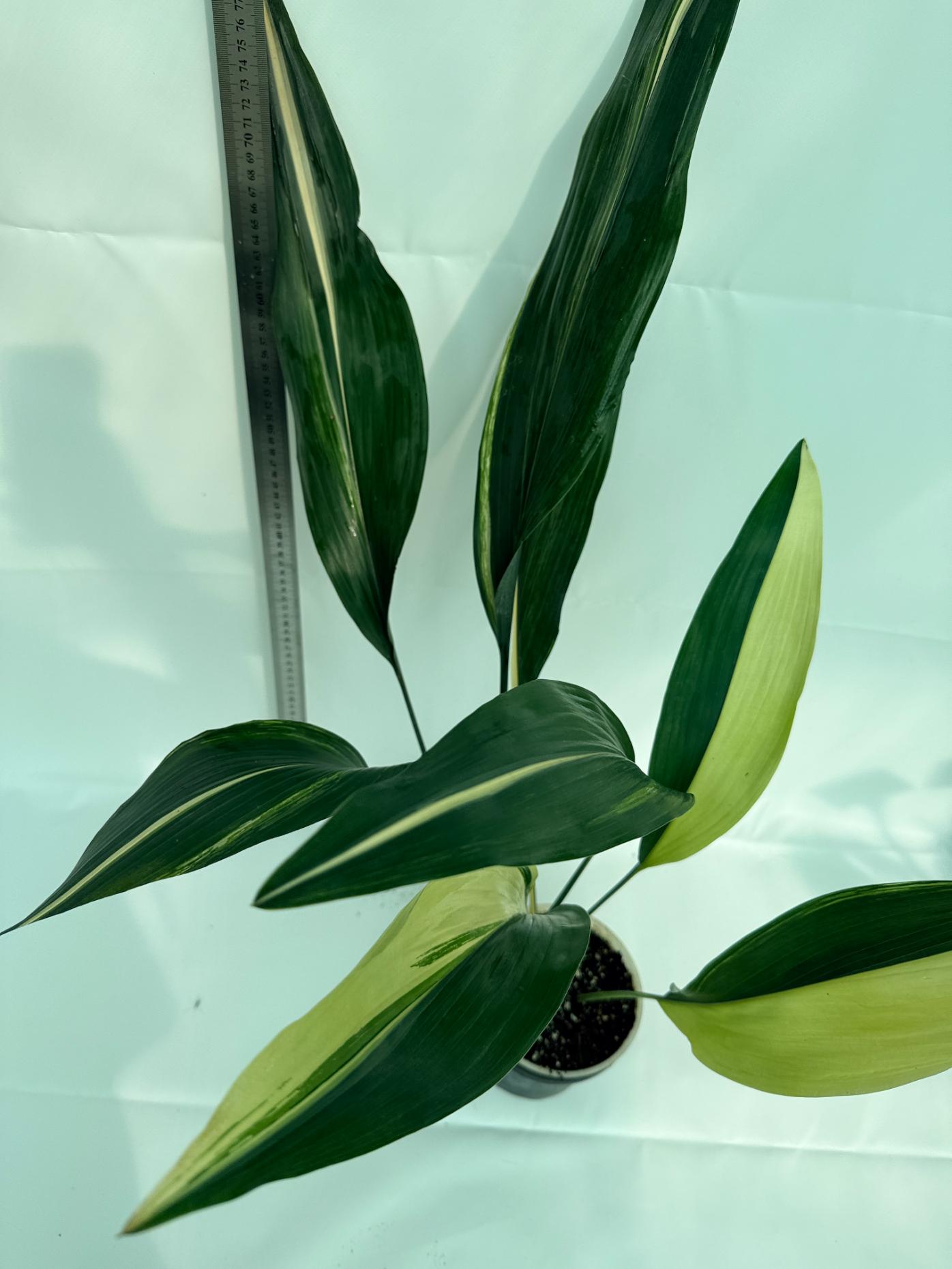 Aspidistra elatior variegata 10
