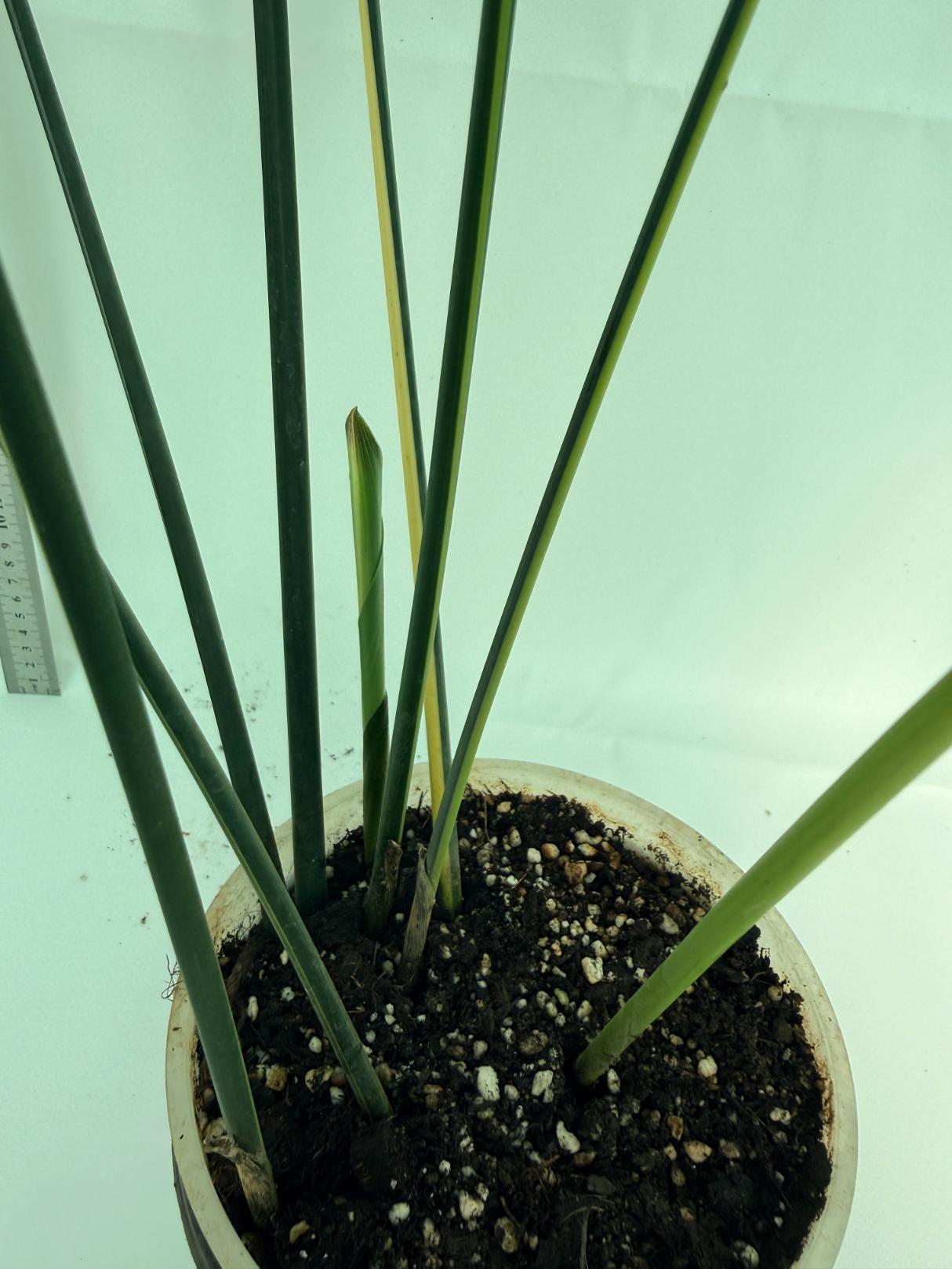 Aspidistra elatior variegata 11