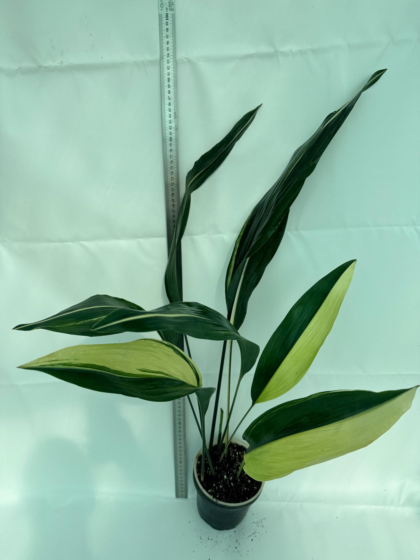 Aspidistra elatior variegata 1