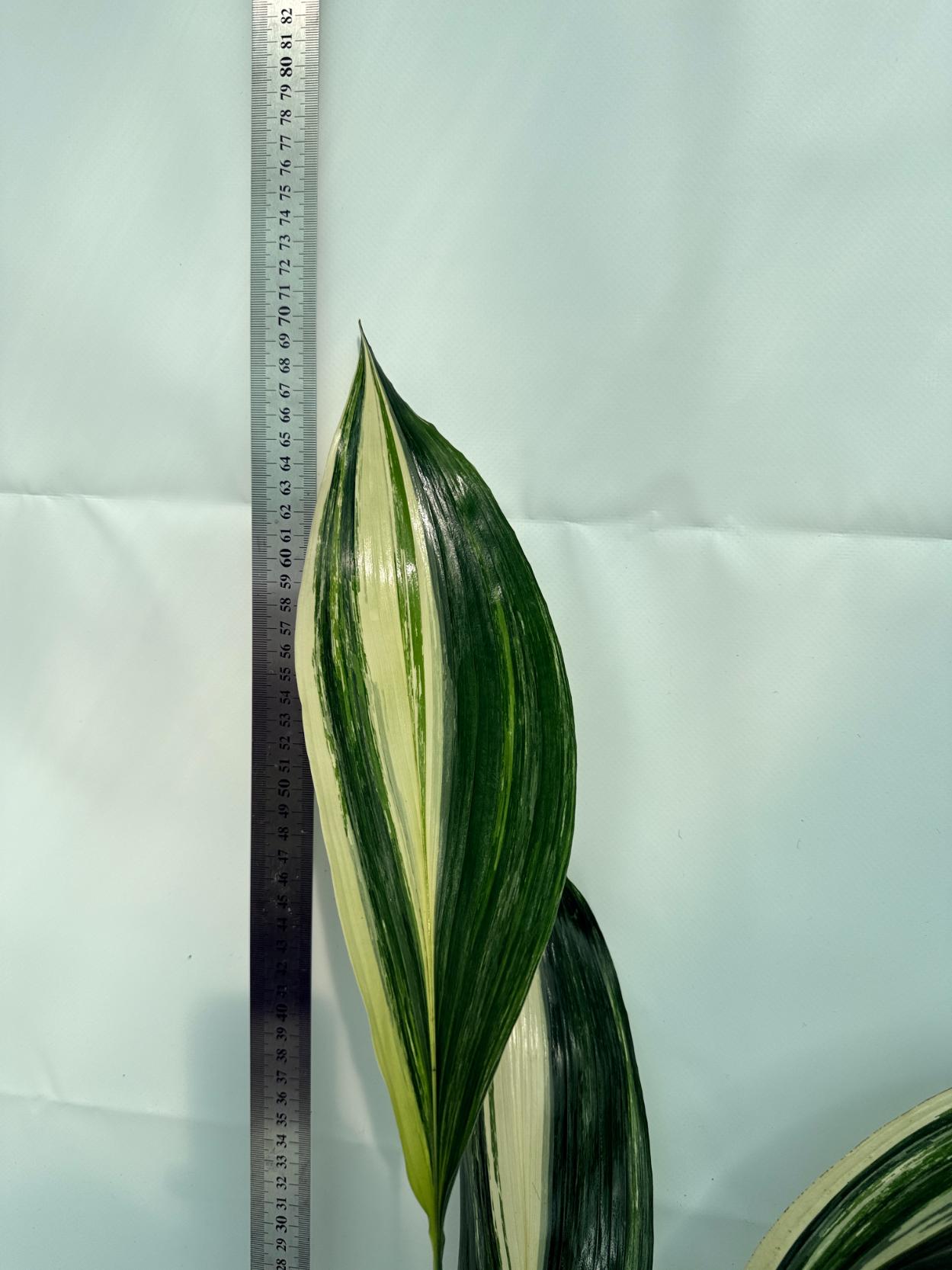 Aspidistra elatior variegata 4