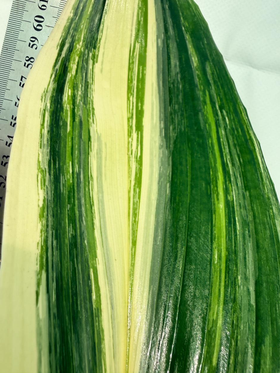 Aspidistra elatior variegata 5