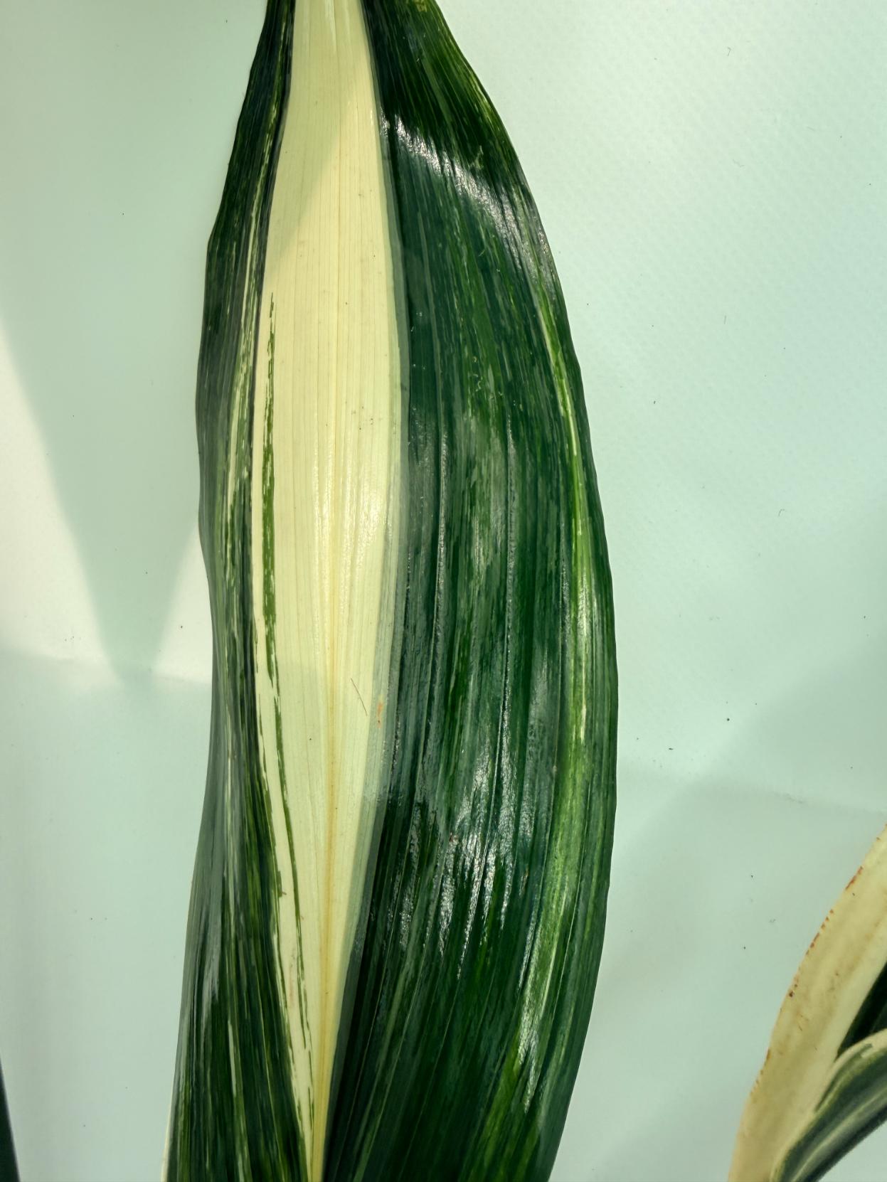 Aspidistra elatior variegata 8