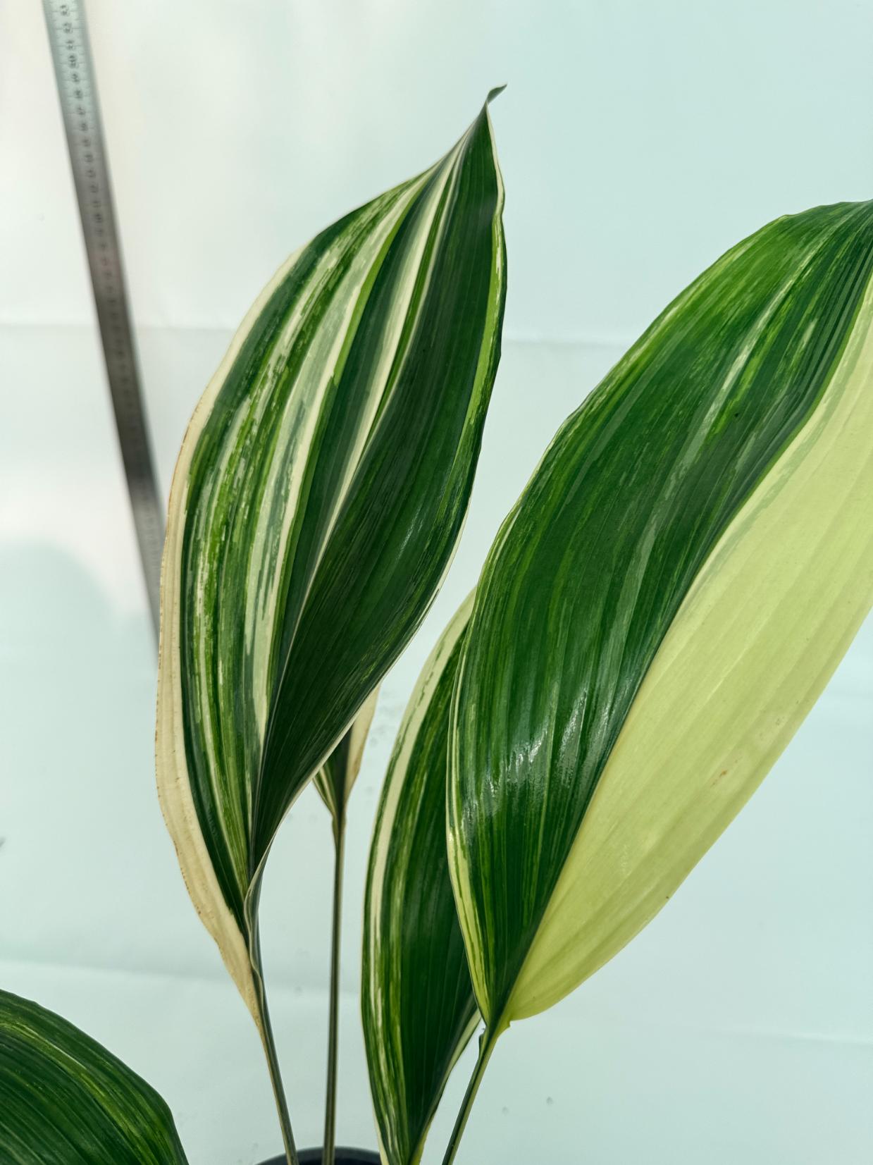 Aspidistra elatior variegata 6