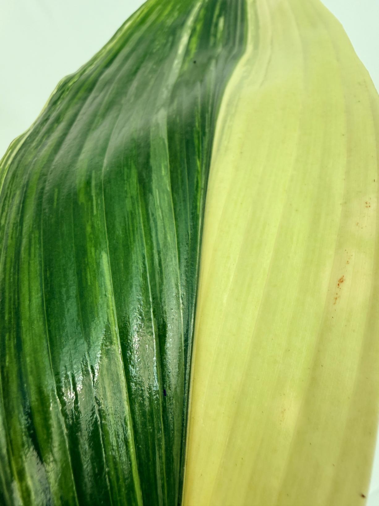 Aspidistra elatior variegata 2