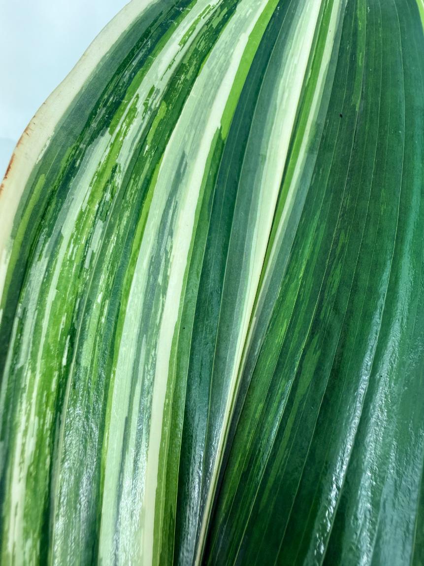 Aspidistra elatior variegata 7