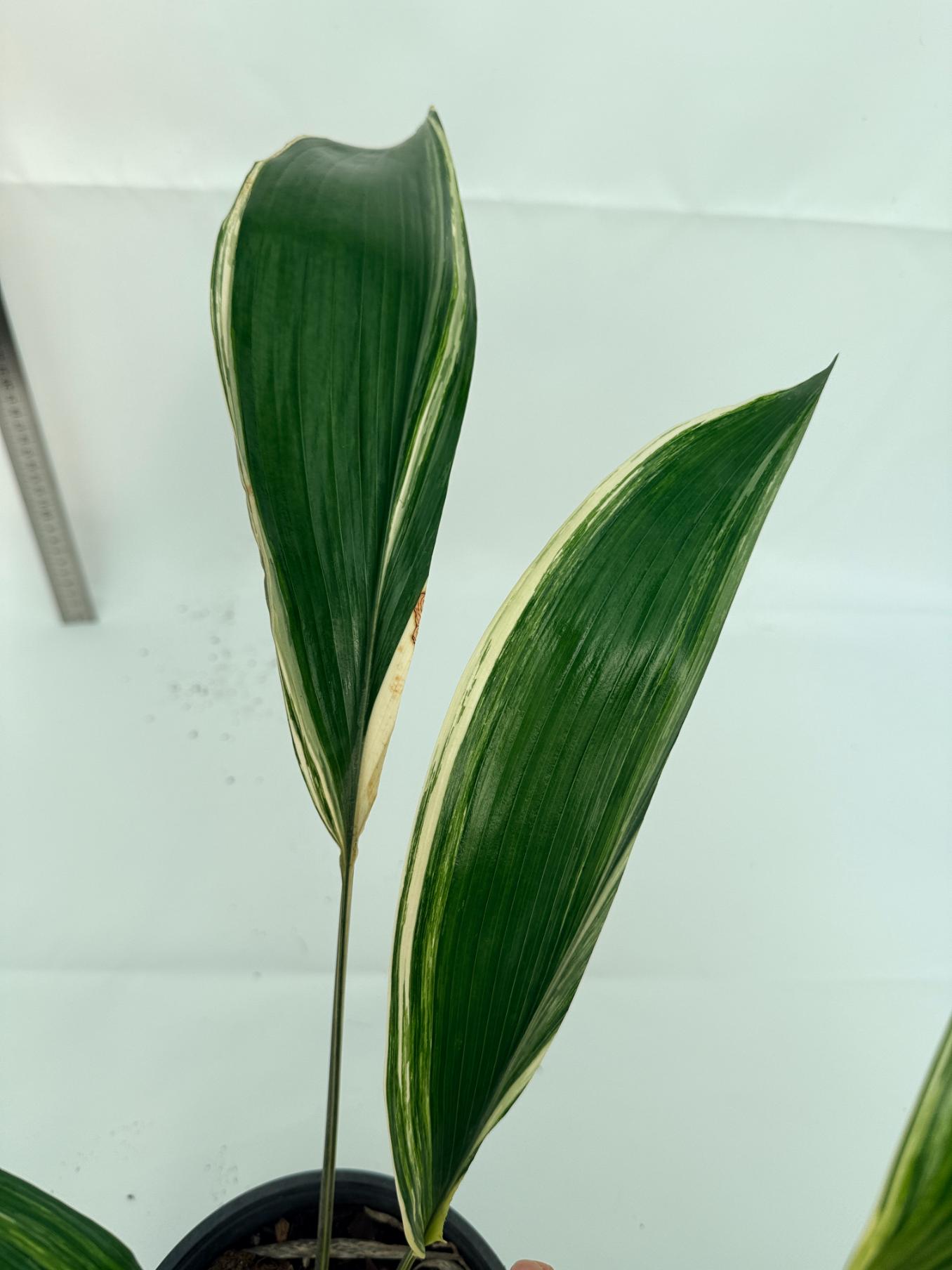 Aspidistra elatior variegata 12