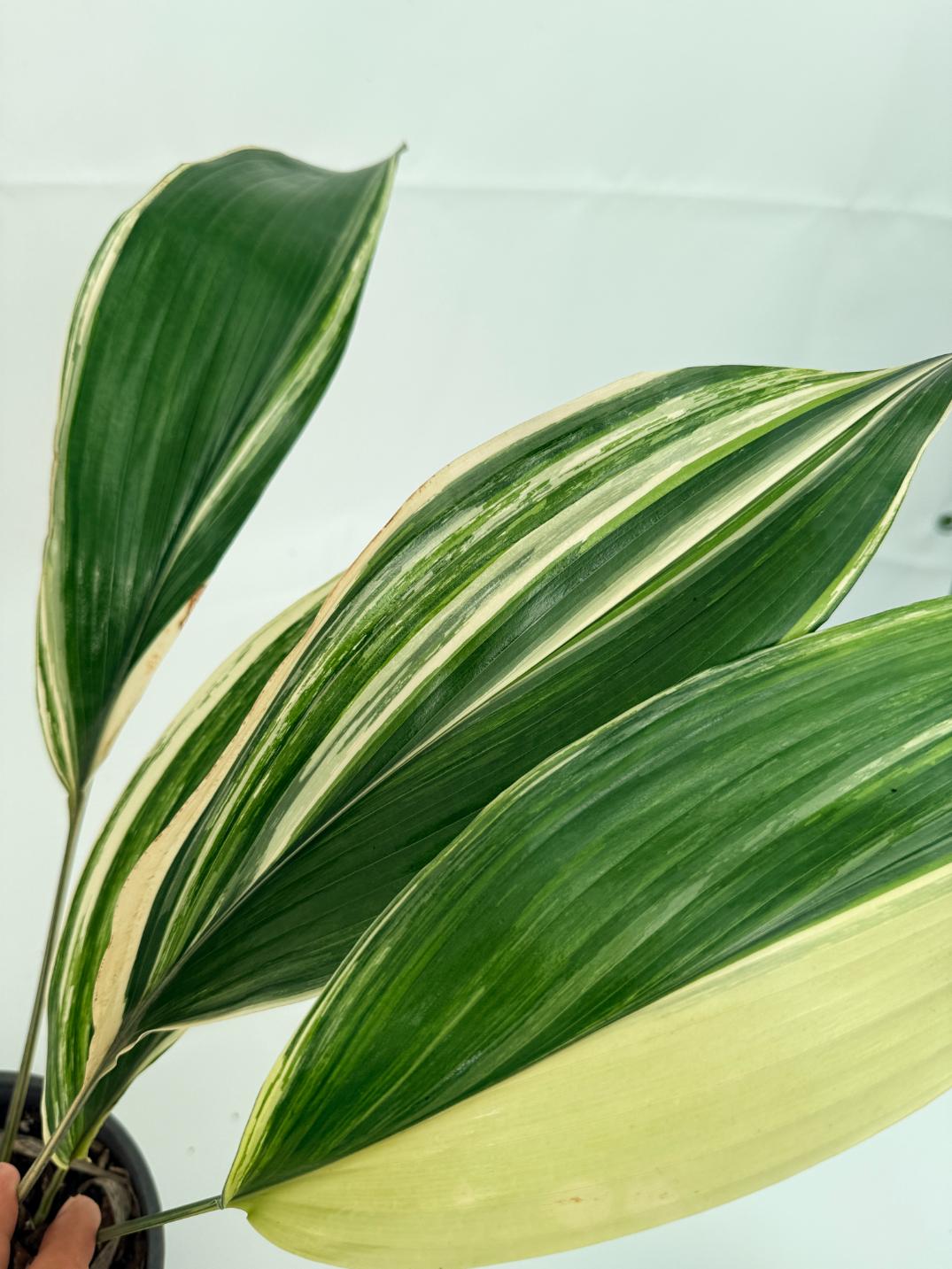 Aspidistra elatior variegata 9