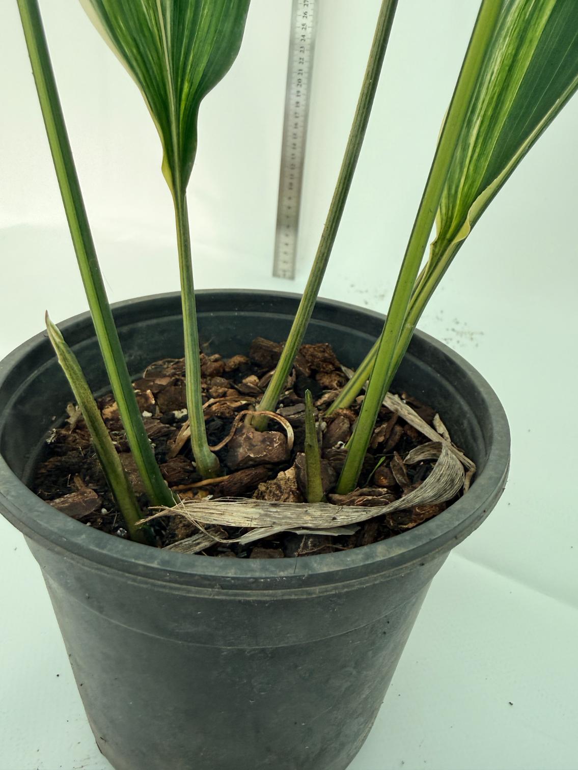 Aspidistra elatior variegata 11
