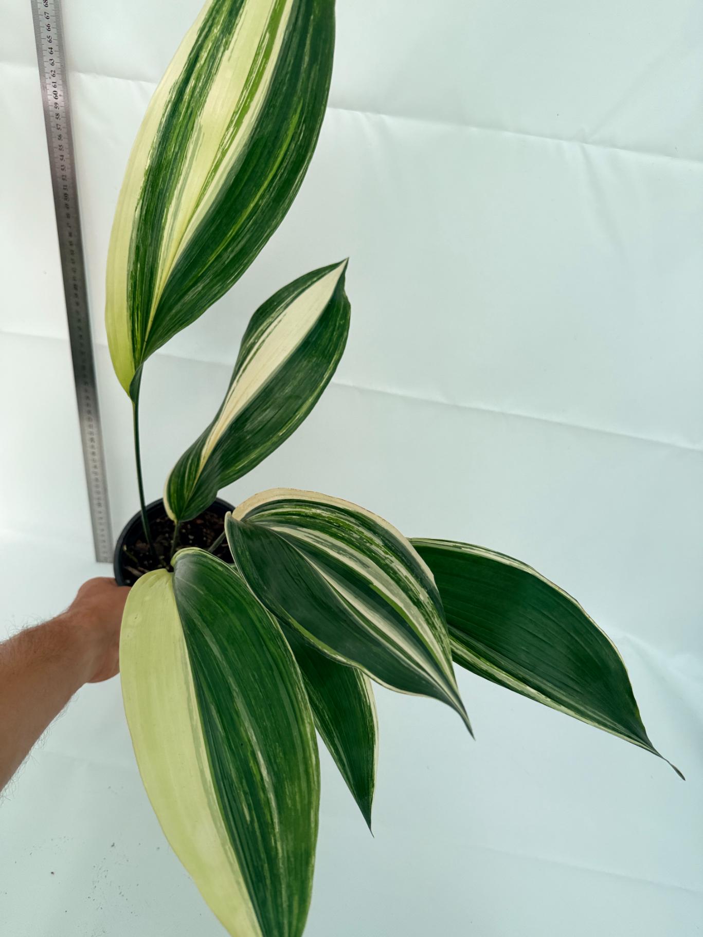 Aspidistra elatior variegata 10