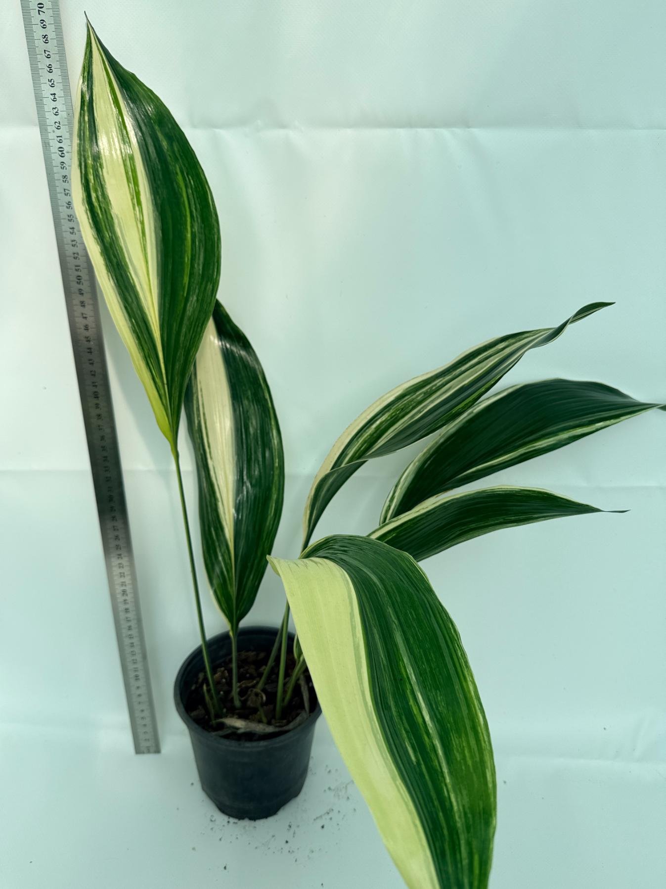 Aspidistra elatior variegata 1