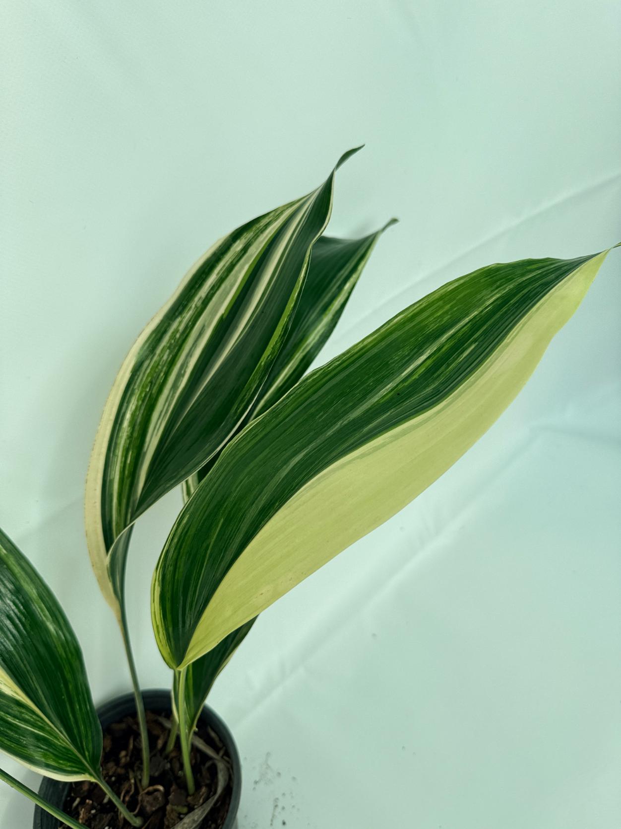 Aspidistra elatior variegata 3