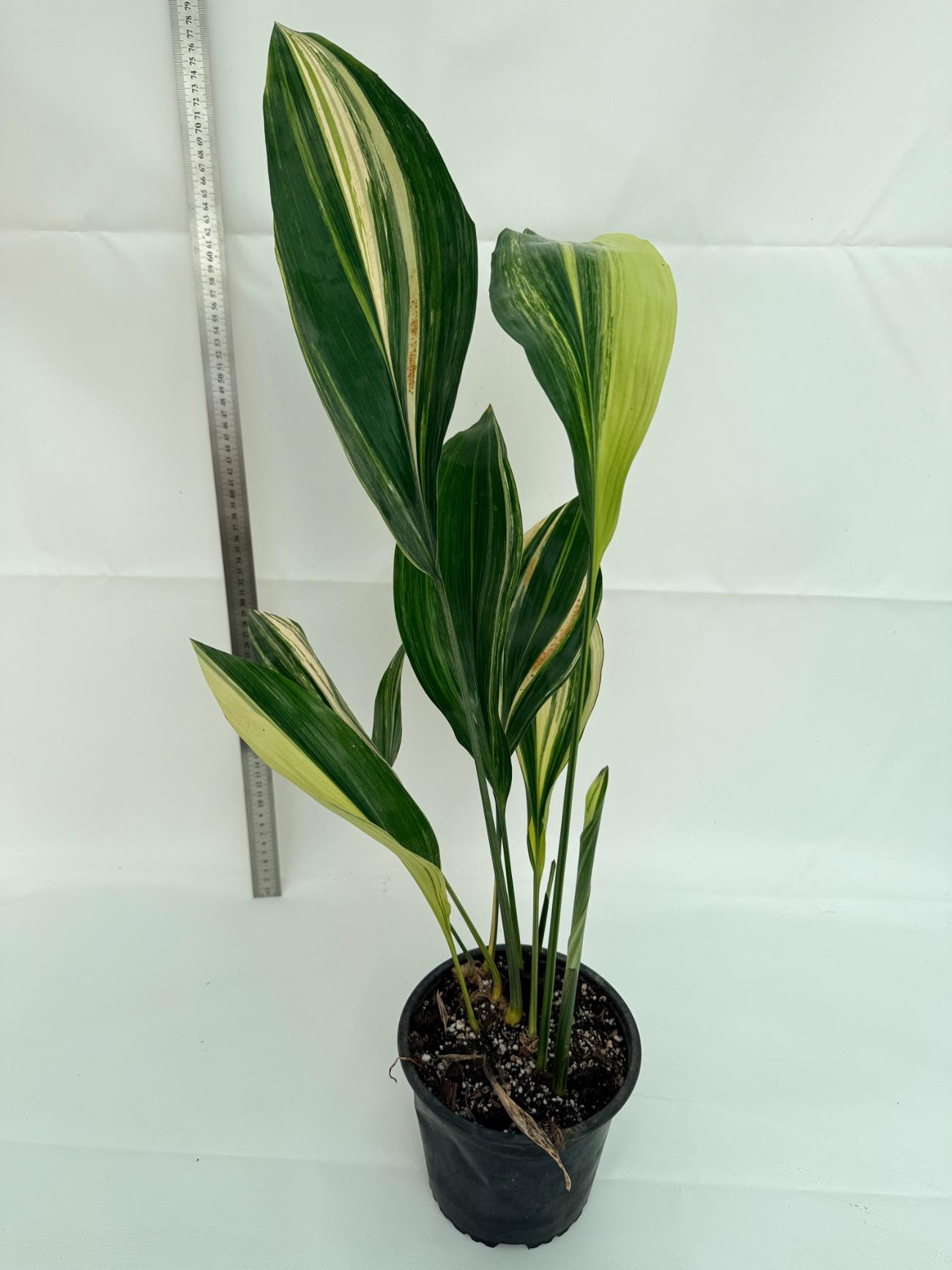 Aspidistra elatior variegata 1