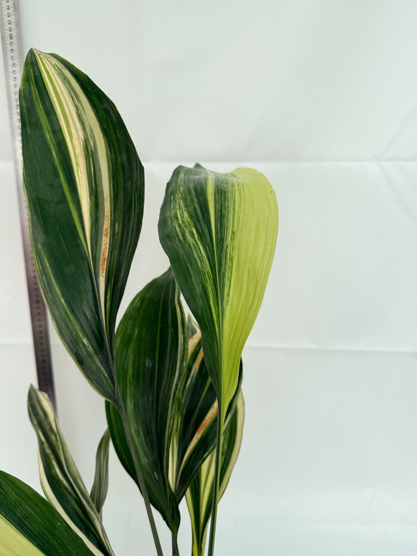Aspidistra elatior variegata 4