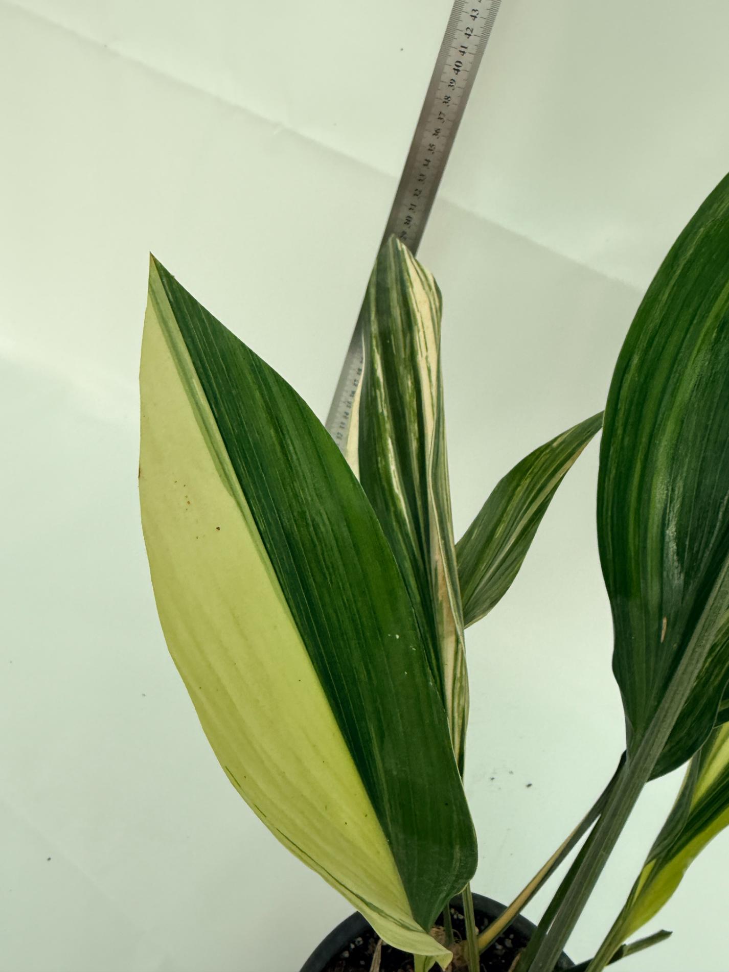 Aspidistra elatior variegata 6