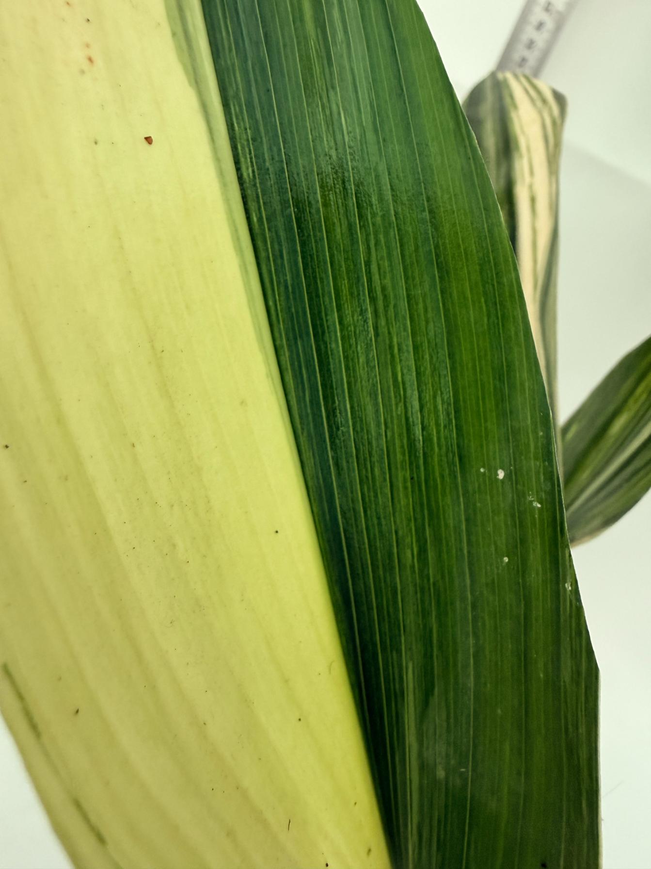 Aspidistra elatior variegata 13