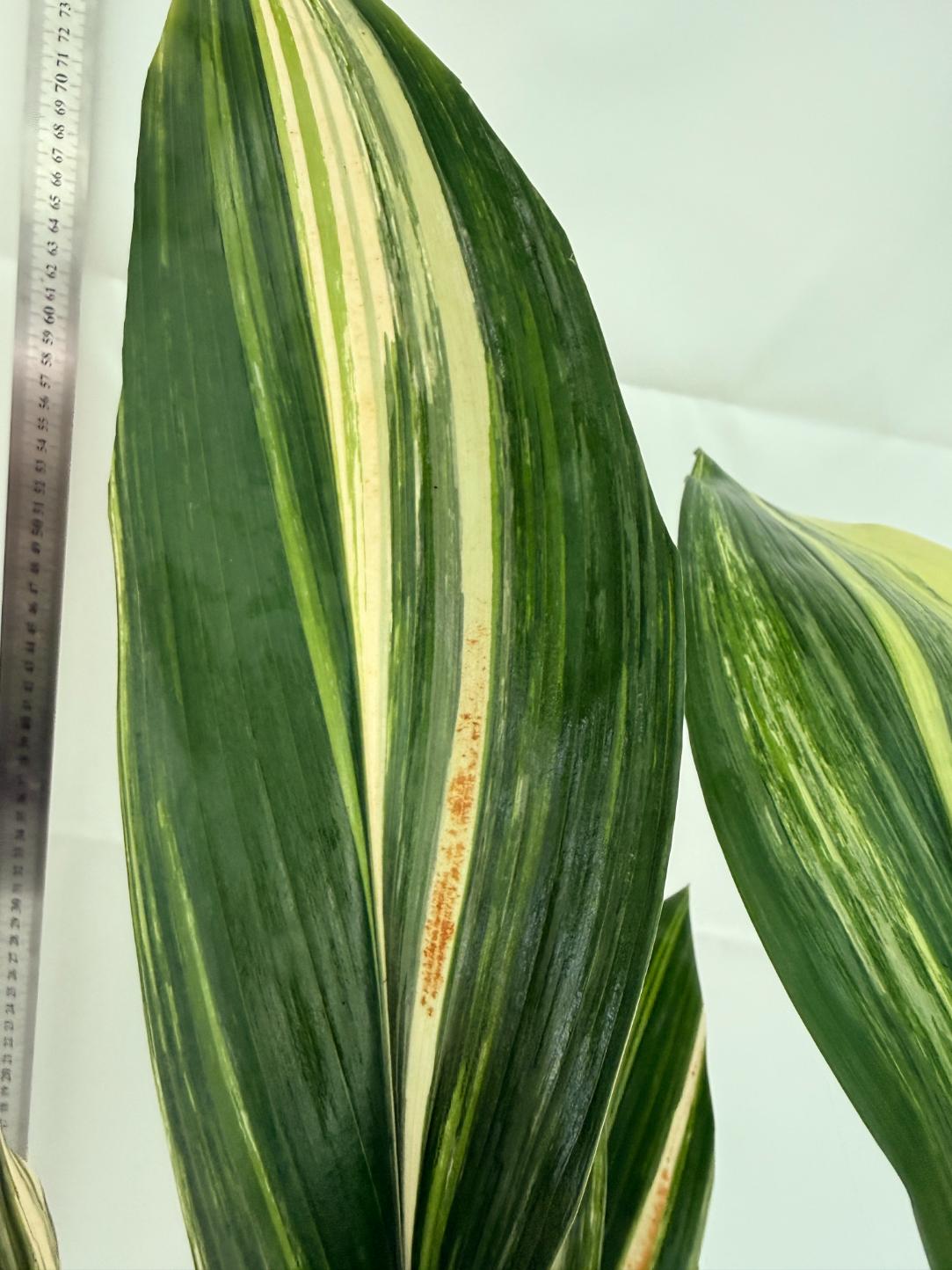 Aspidistra elatior variegata 7