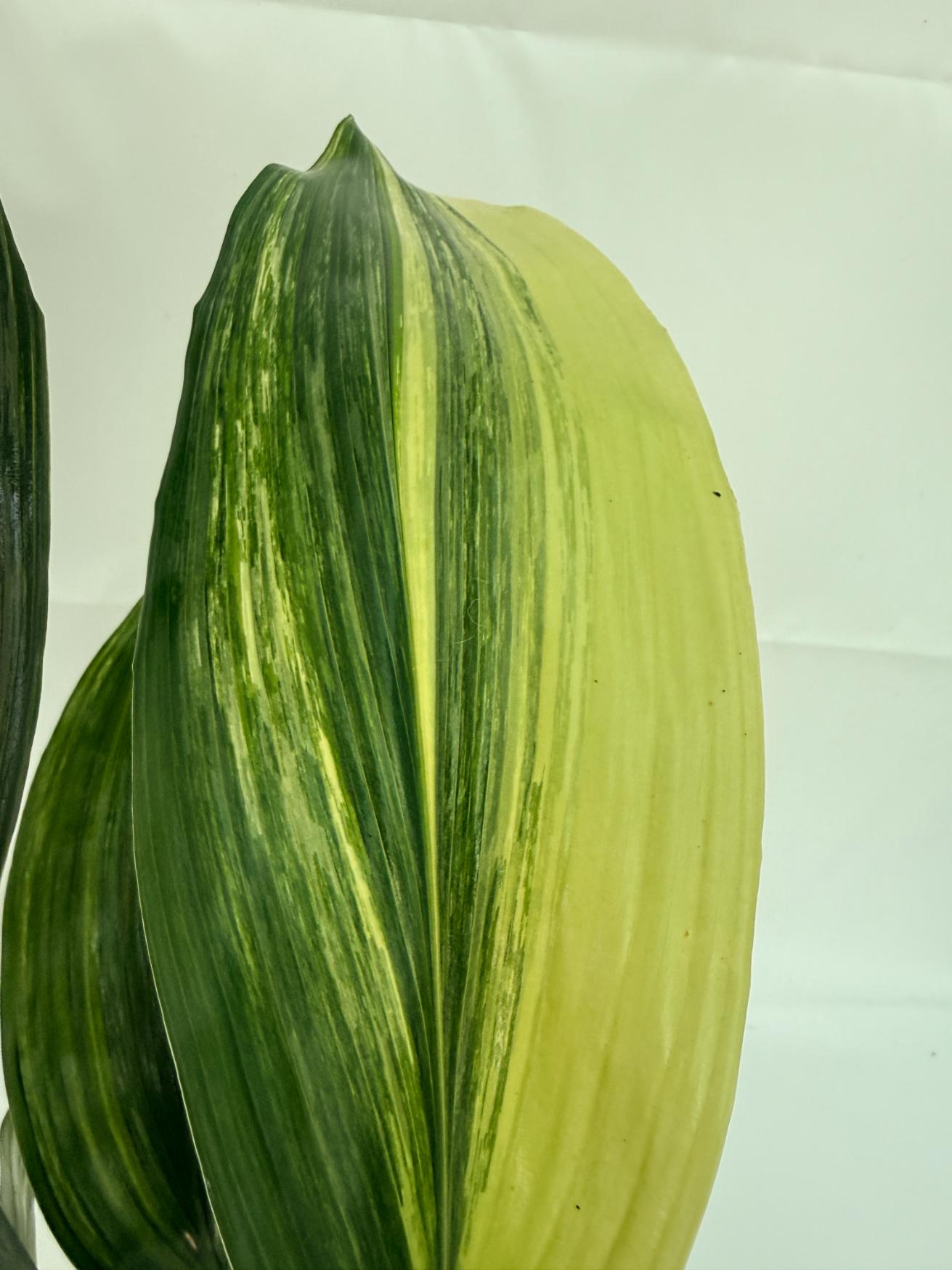 Aspidistra elatior variegata 8